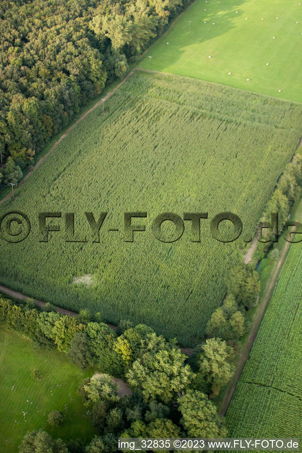 Photographie aérienne de Otterbachtal, camp de sangliers dans le champ de maïs à Kandel dans le département Rhénanie-Palatinat, Allemagne