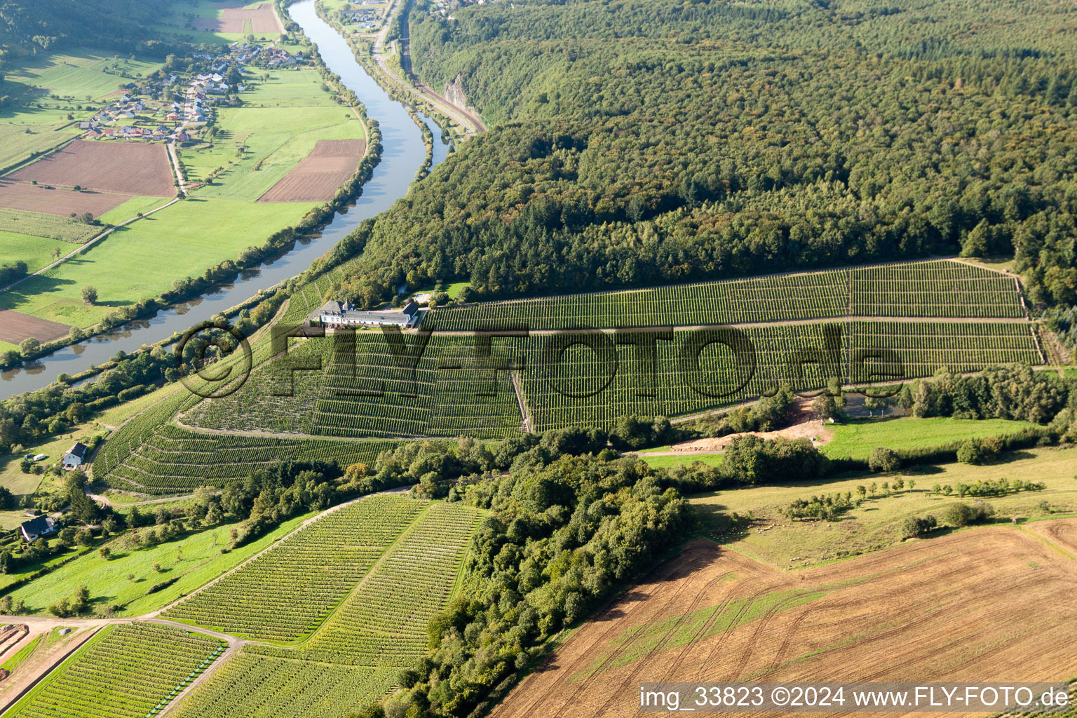 Vue aérienne de Paysage viticole des domaines viticoles du domaine viticole Schloss Saarstein au bord de la Sarre à Serrig dans le département Rhénanie-Palatinat, Allemagne