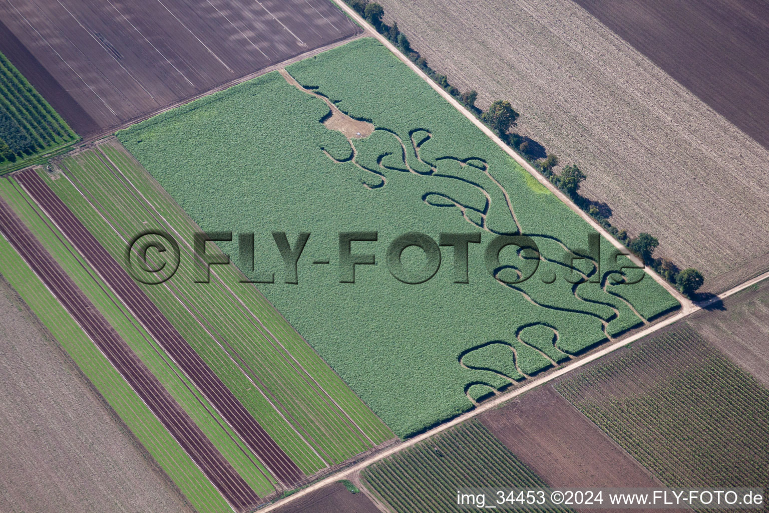 Vue aérienne de Labyrinthe - labyrinthe dans un champ à Gönnheim dans le département Rhénanie-Palatinat, Allemagne