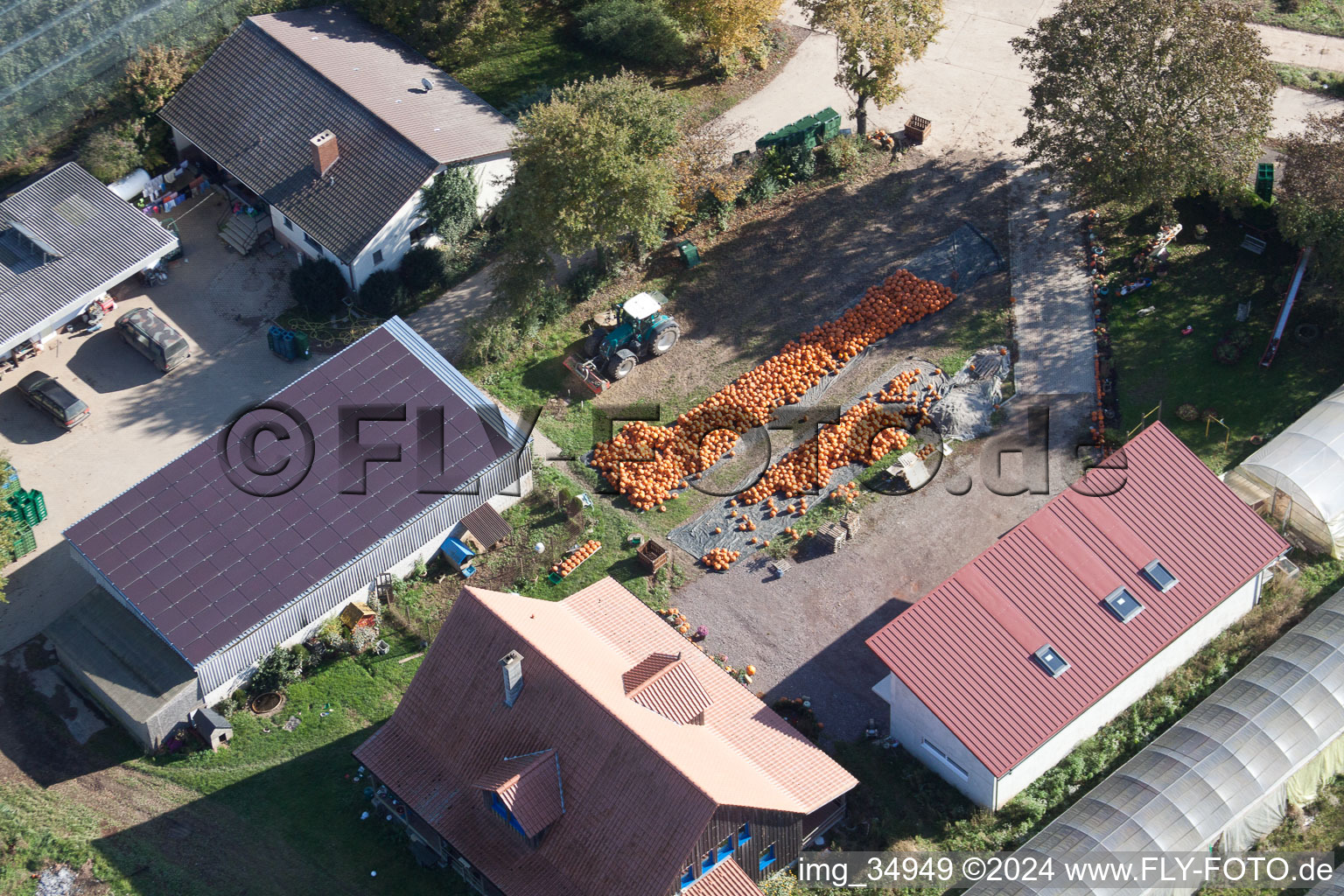 Vue aérienne de Propriété d'une ferme pendant la récolte des citrouilles à Kandel dans le département Rhénanie-Palatinat, Allemagne