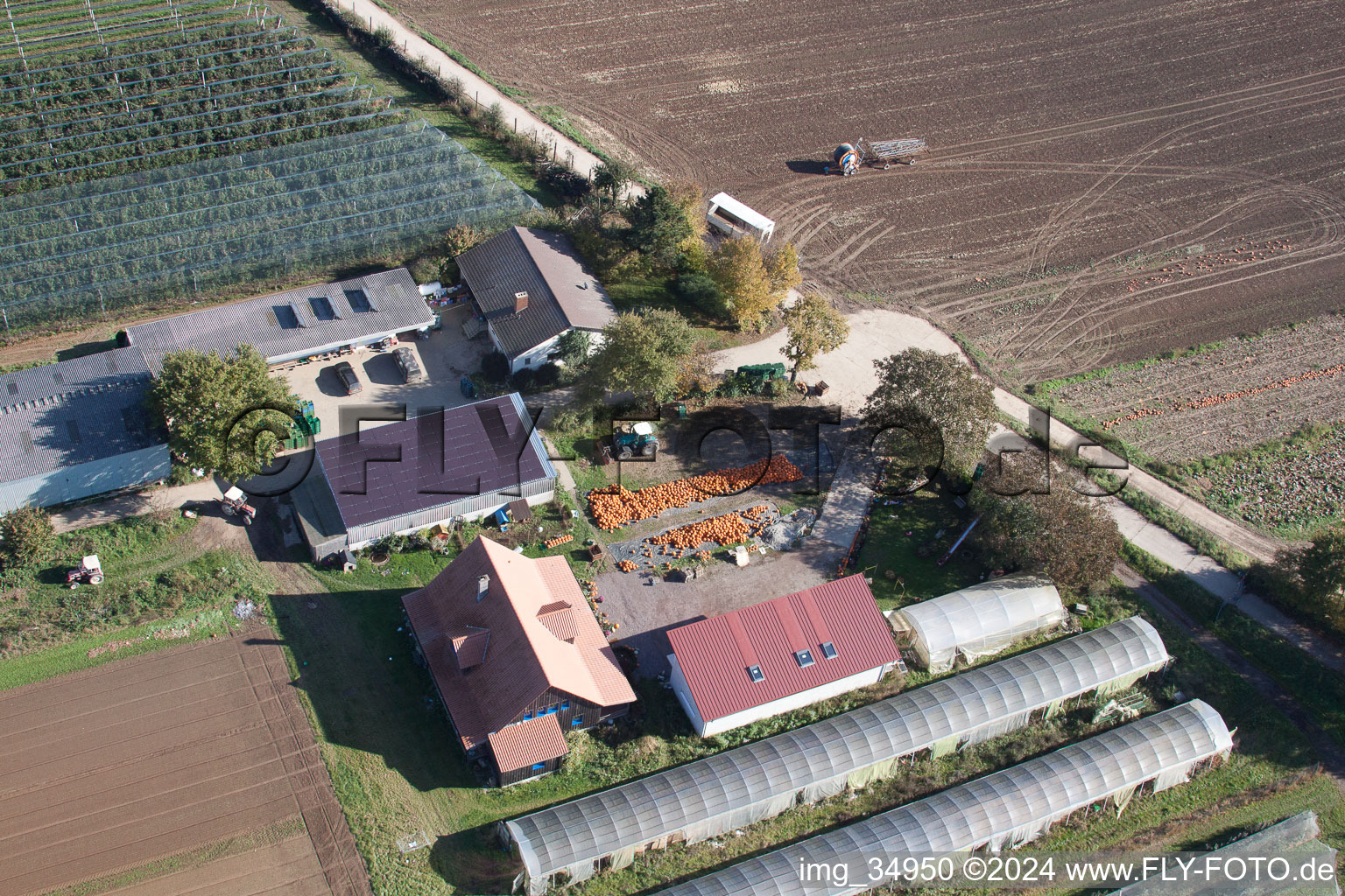 Vue aérienne de Récolte de citrouilles du Holderbühlerhof à Kandel dans le département Rhénanie-Palatinat, Allemagne