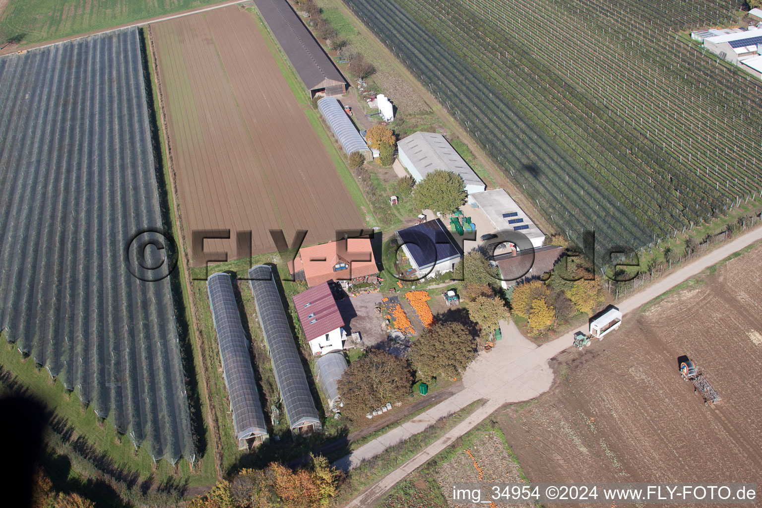 Vue aérienne de Récolte de citrouilles du Holderbühlerhof à Kandel dans le département Rhénanie-Palatinat, Allemagne