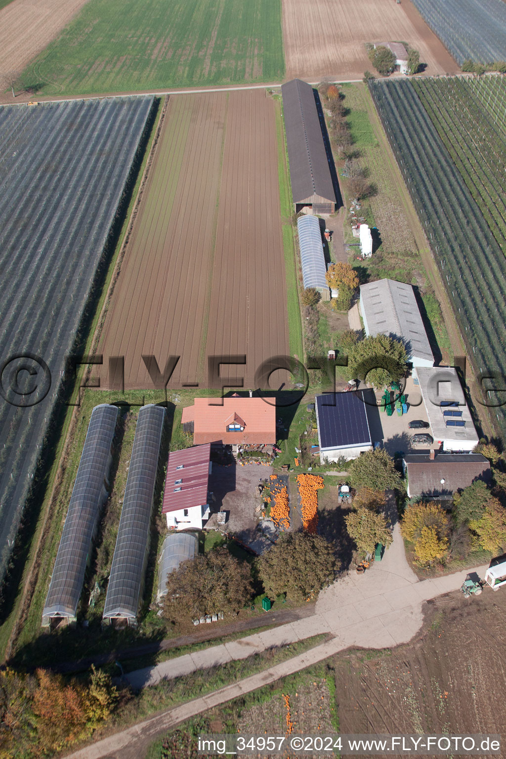 Photographie aérienne de Récolte de citrouilles du Holderbühlerhof à Kandel dans le département Rhénanie-Palatinat, Allemagne