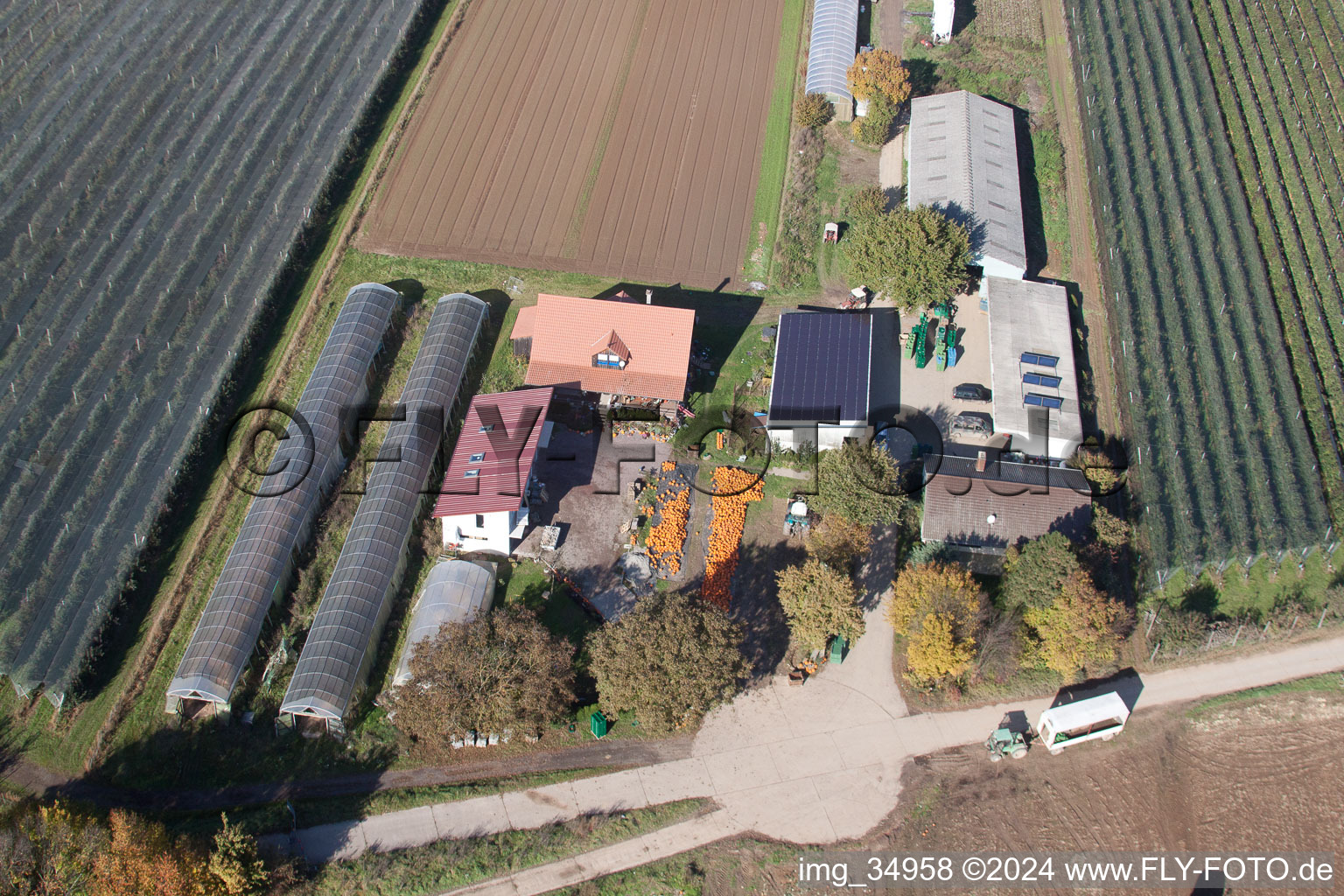 Vue oblique de Récolte de citrouilles du Holderbühlerhof à Kandel dans le département Rhénanie-Palatinat, Allemagne