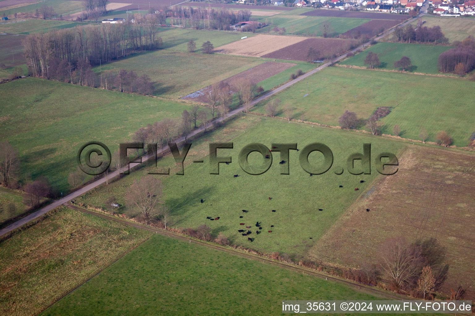 Minfeld dans le département Rhénanie-Palatinat, Allemagne depuis l'avion