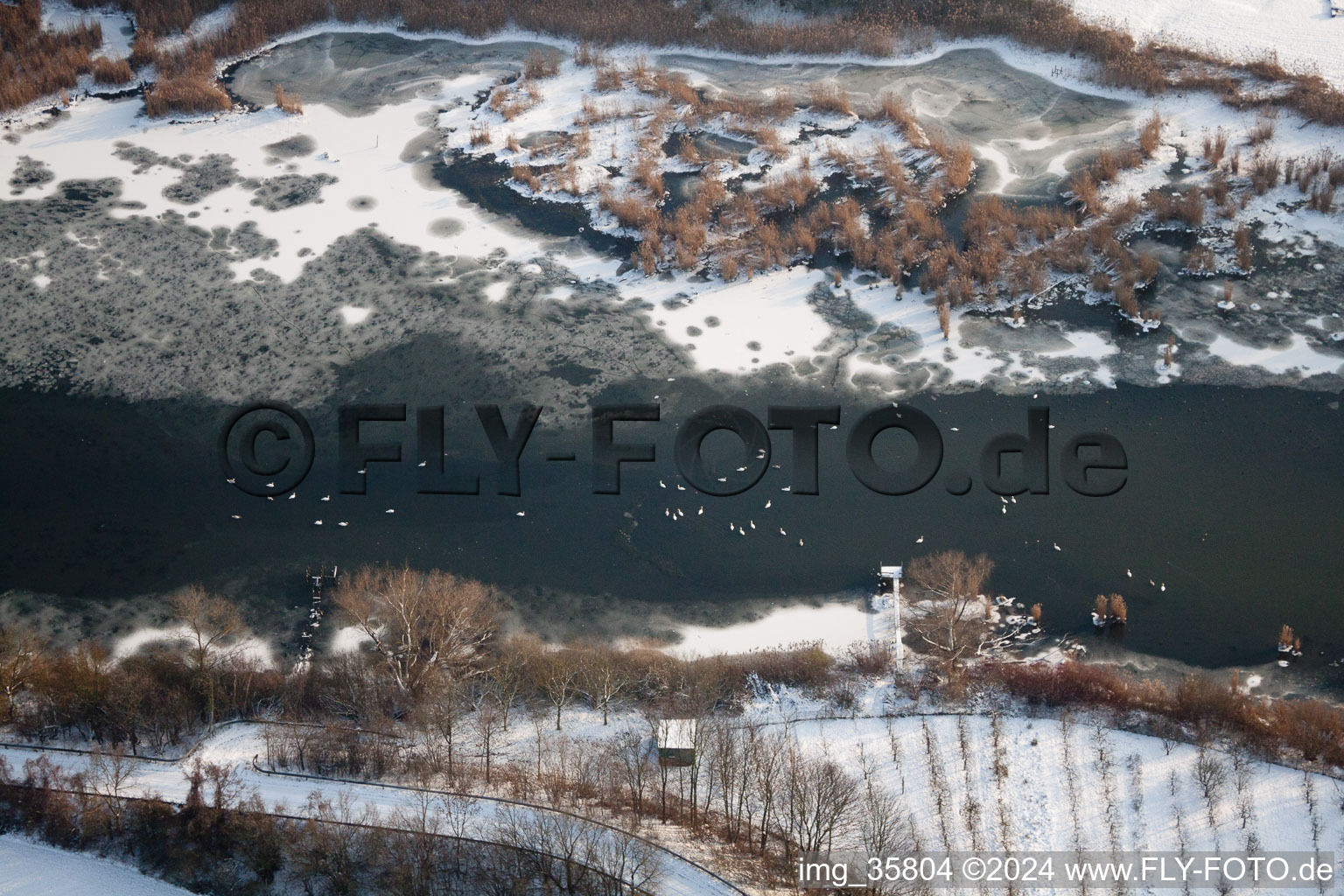 Vue aérienne de Oiseaux sur la glace de la surface de l'eau gelée du Vieux Rhin avec des rives enneigées dans le district de Wörth-Oberwald à Wörth am Rhein dans le département Rhénanie-Palatinat, Allemagne