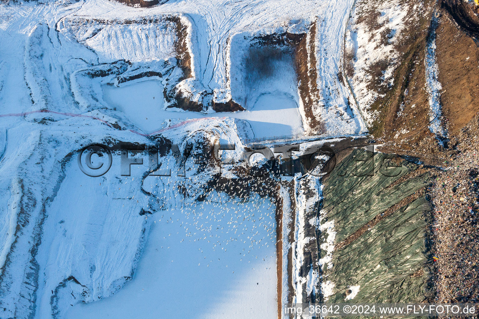 Vue aérienne de Terrain enneigé en hiver de la décharge encombrée de Schaffhouse-près-Seltz à Schaffhouse-près-Seltz dans le département Bas Rhin, France