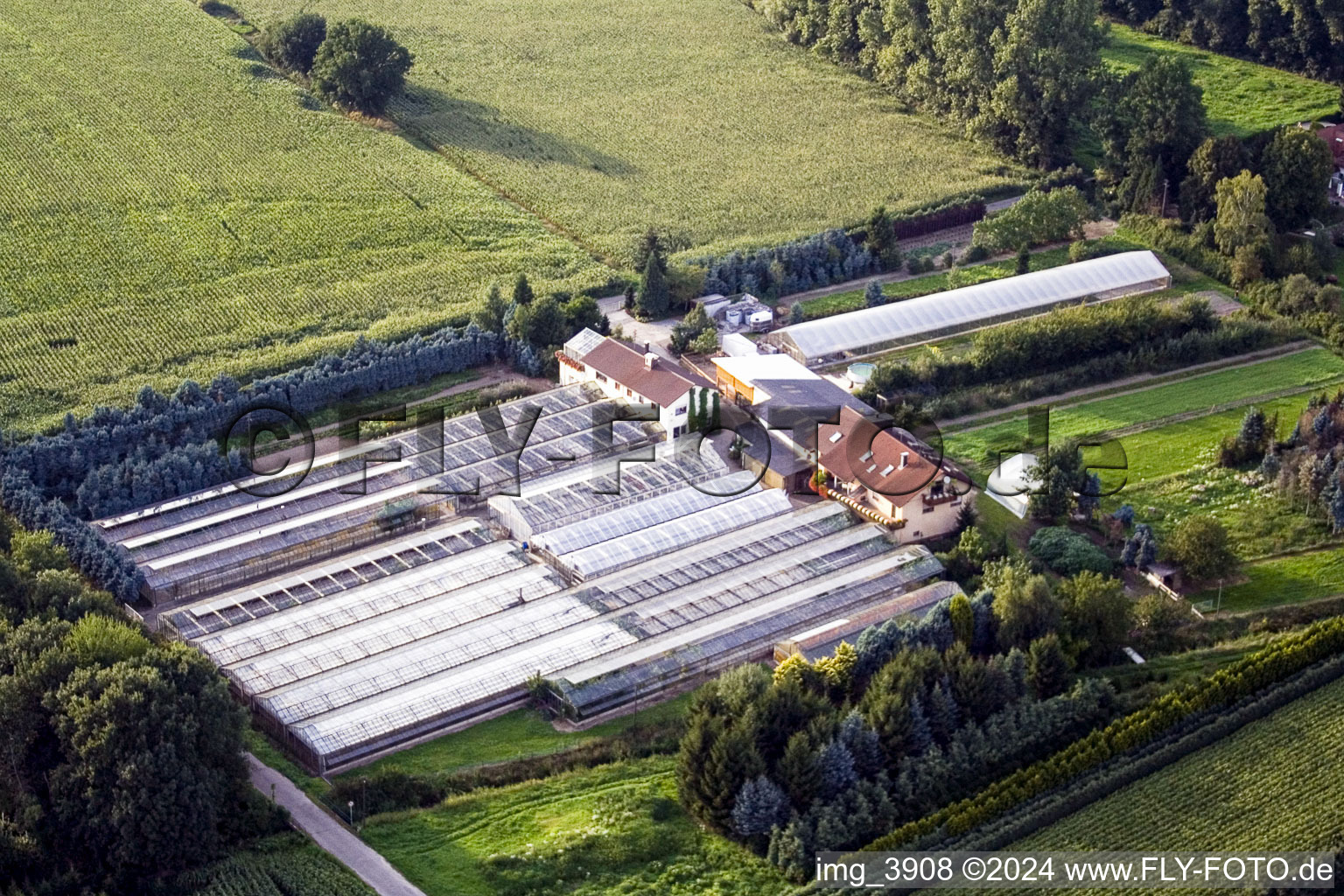 Vue aérienne de Zones de toit en verre dans les rangées de serres pour la culture de fleurs près de Vimbuch dans le quartier Steinbach à Baden-Baden à Steinbach dans le département Bade-Wurtemberg, Allemagne