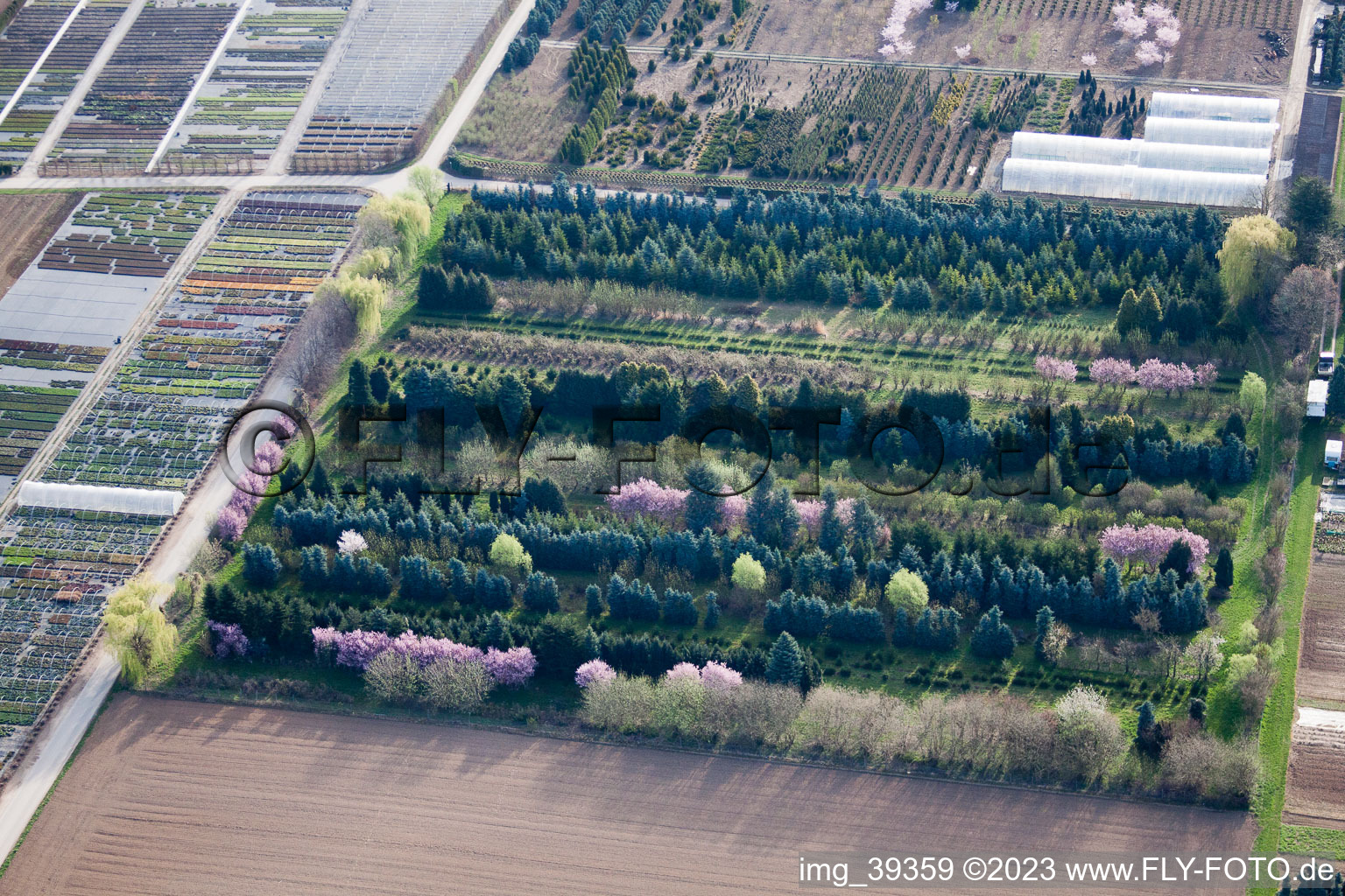 Vue d'oiseau de Vivaces Häussermann + arbres, dans le champ de maïs à Möglingen dans le département Bade-Wurtemberg, Allemagne