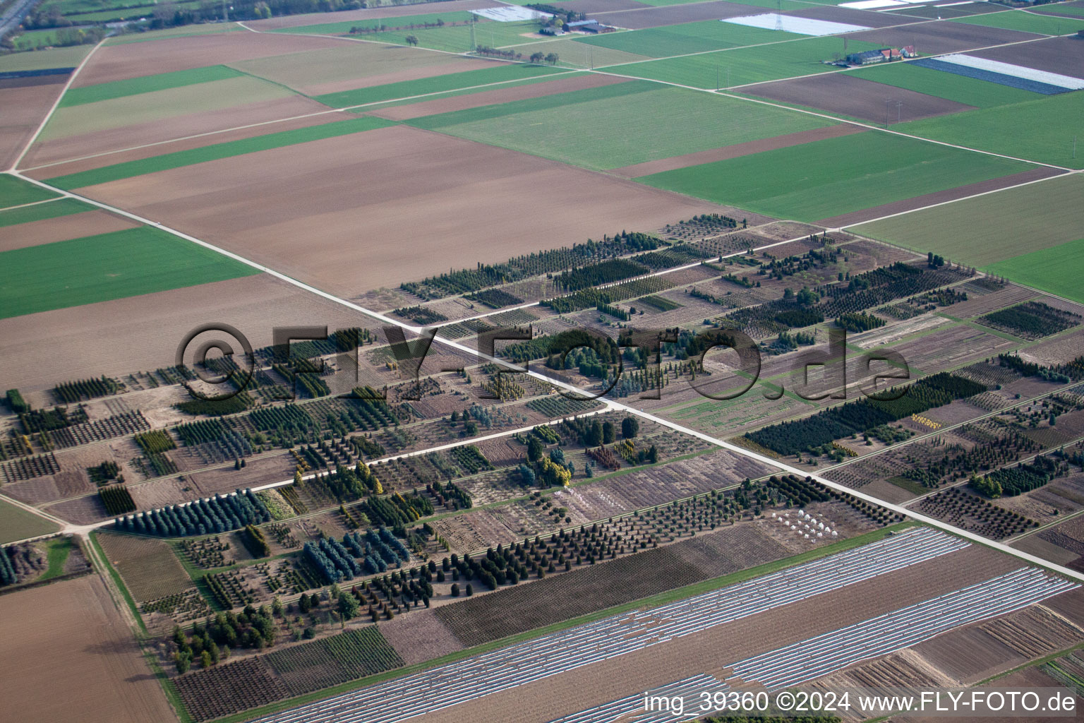 Vivaces Häussermann + arbres, dans le champ de maïs à Möglingen dans le département Bade-Wurtemberg, Allemagne vue du ciel