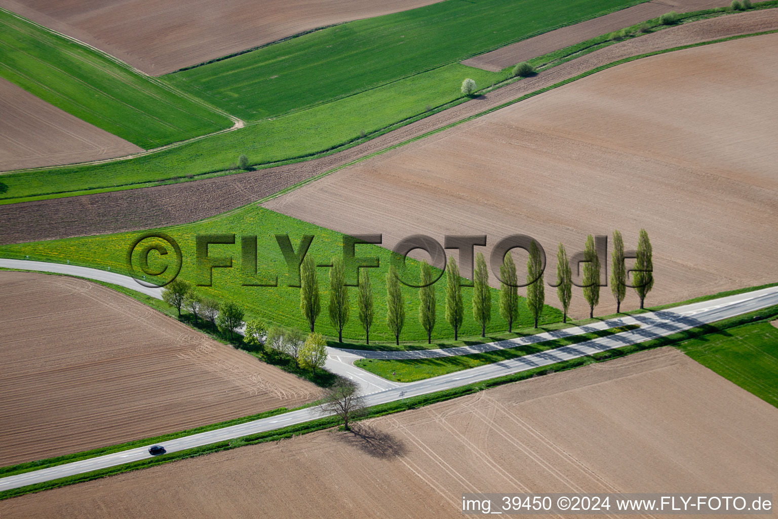 Vue aérienne de Rangée d'arbres sur une route de campagne au bord d'un champ à Seebach à le quartier Altenstadt in Wissembourg dans le département Bas Rhin, France