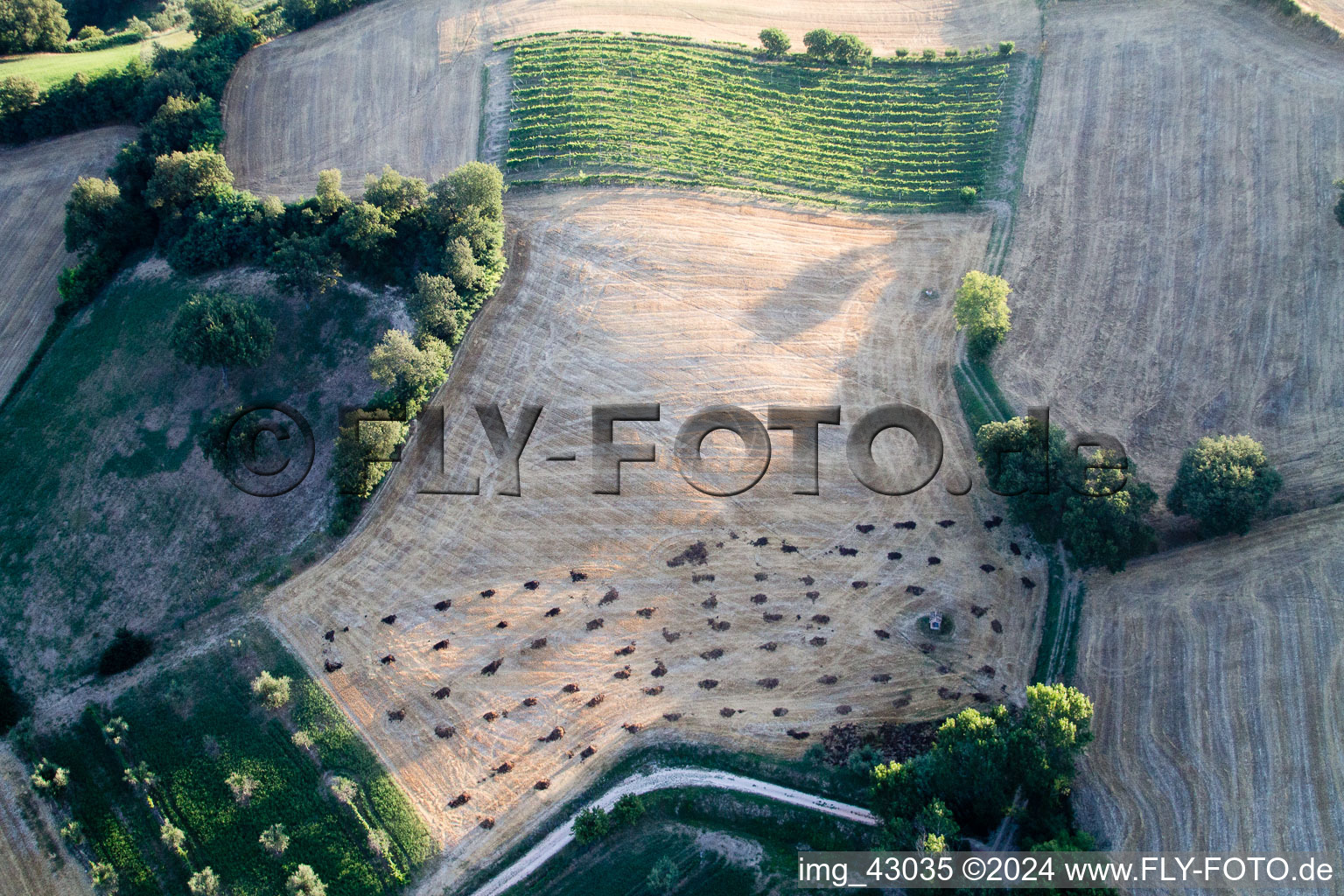 Vue aérienne de Arbres sur un champ dans les Marches à Pergola dans le département Pesaro und Urbino, Italie