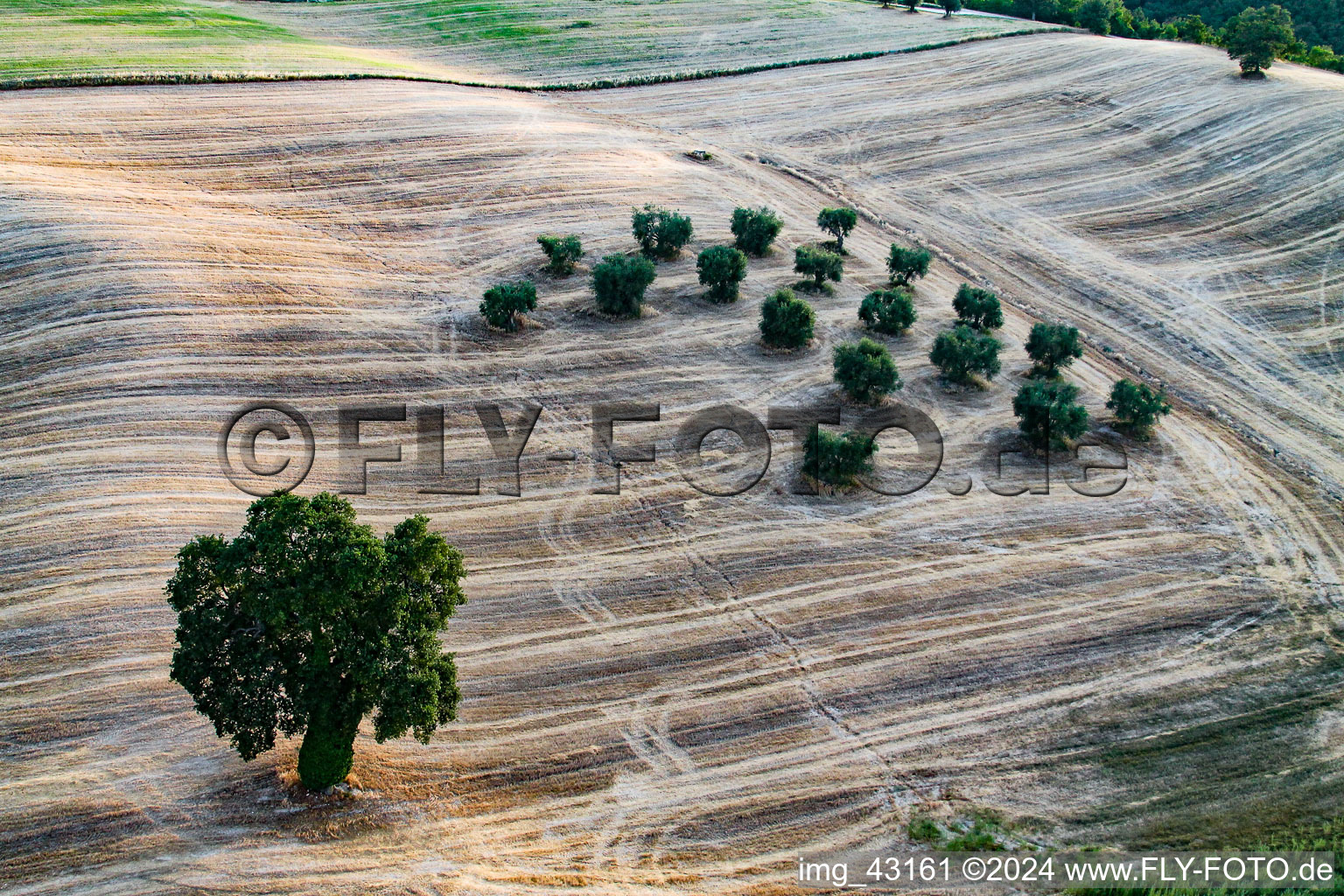 Vue aérienne de Arbres dans un champ dans les Marches à Fossombrone dans le département Pesaro und Urbino, Italie