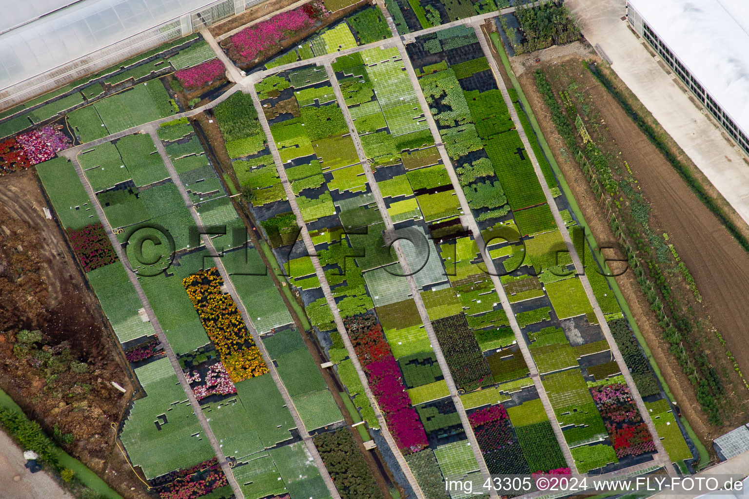 Vue aérienne de Pépinière Floriculture Bordures De Plantes Vivaces à Bigguro à Castiglion Fiorentino dans le département Arezzo, Italie