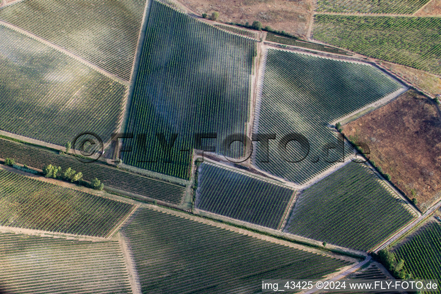 Vue aérienne de Paysage viticole des zones viticoles d'Abbadia à Montepulciano dans le département Siena, Italie