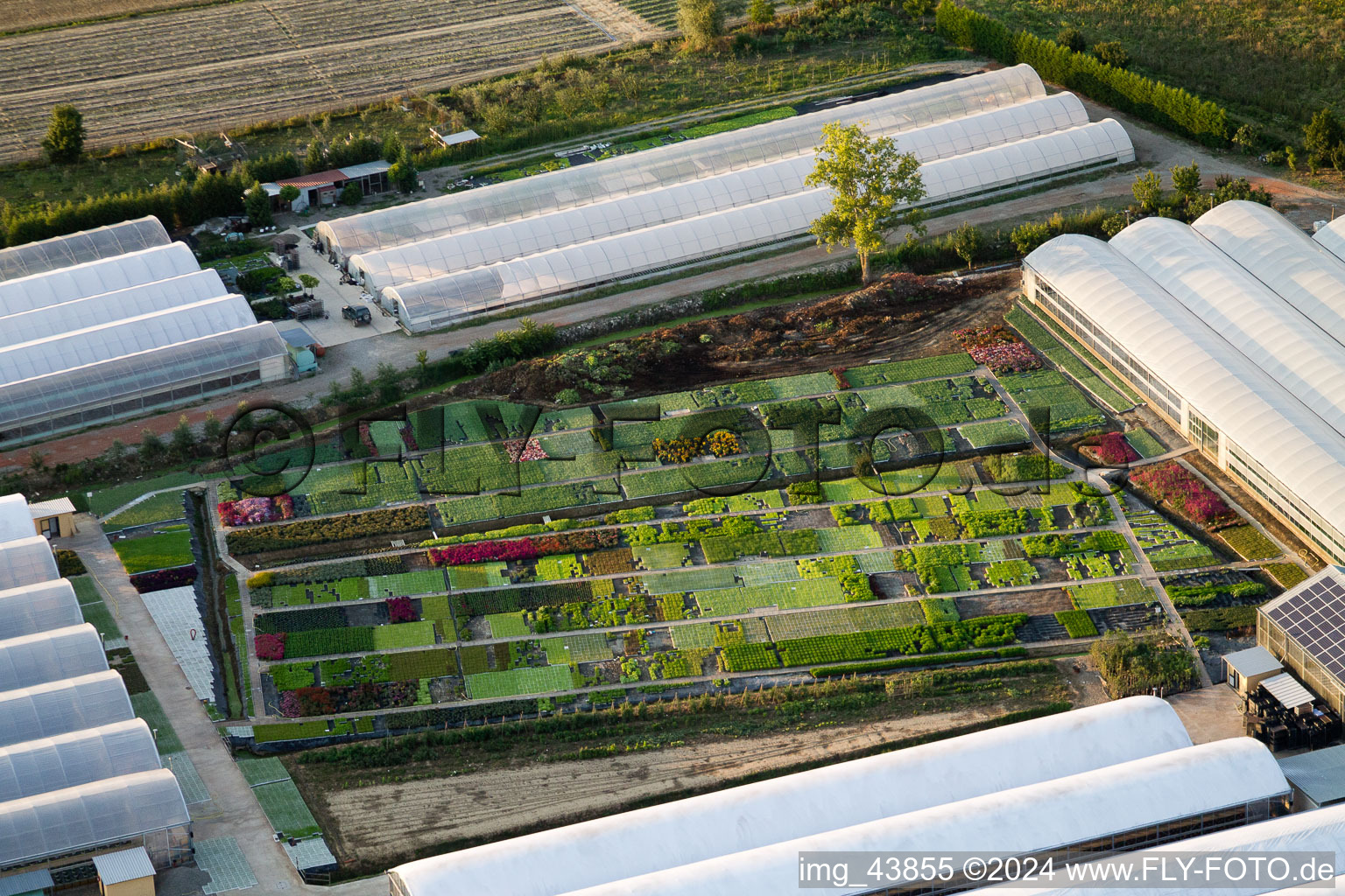 Vue aérienne de Pépinière Floriculture Bordures De Plantes Vivaces à Bigguro à Castiglion Fiorentino dans le département Arezzo, Italie