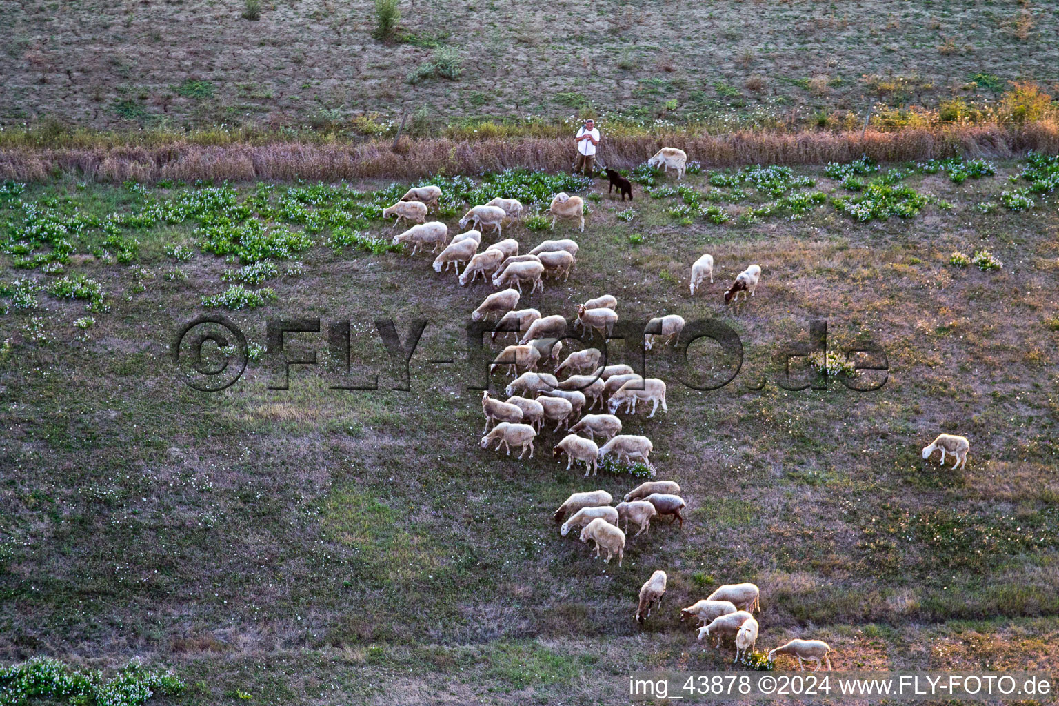 Vue aérienne de Pâturage avec troupeau de moutons et berger à Castroncello à Castiglion Fiorentino dans le département Arezzo, Italie