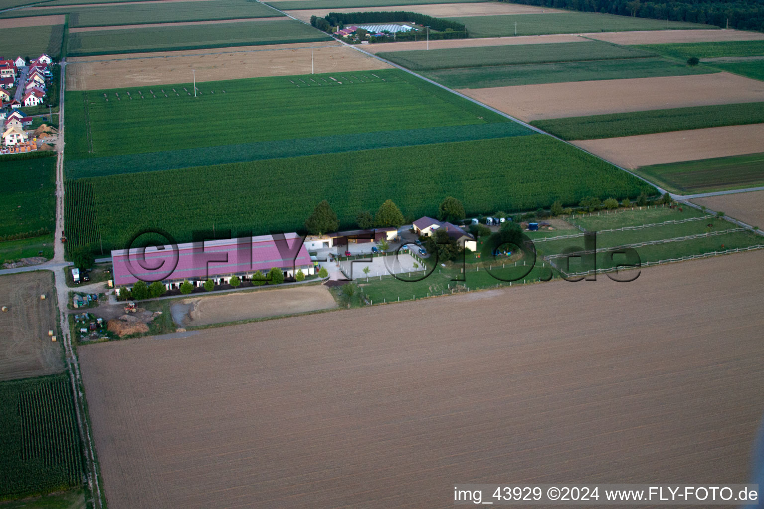 Image drone de Cour à poulains à Steinweiler dans le département Rhénanie-Palatinat, Allemagne