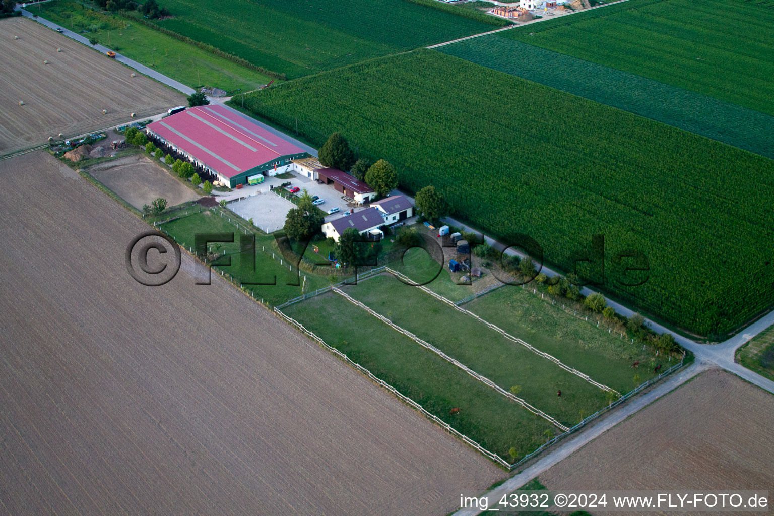 Cour à poulains à Steinweiler dans le département Rhénanie-Palatinat, Allemagne vu d'un drone