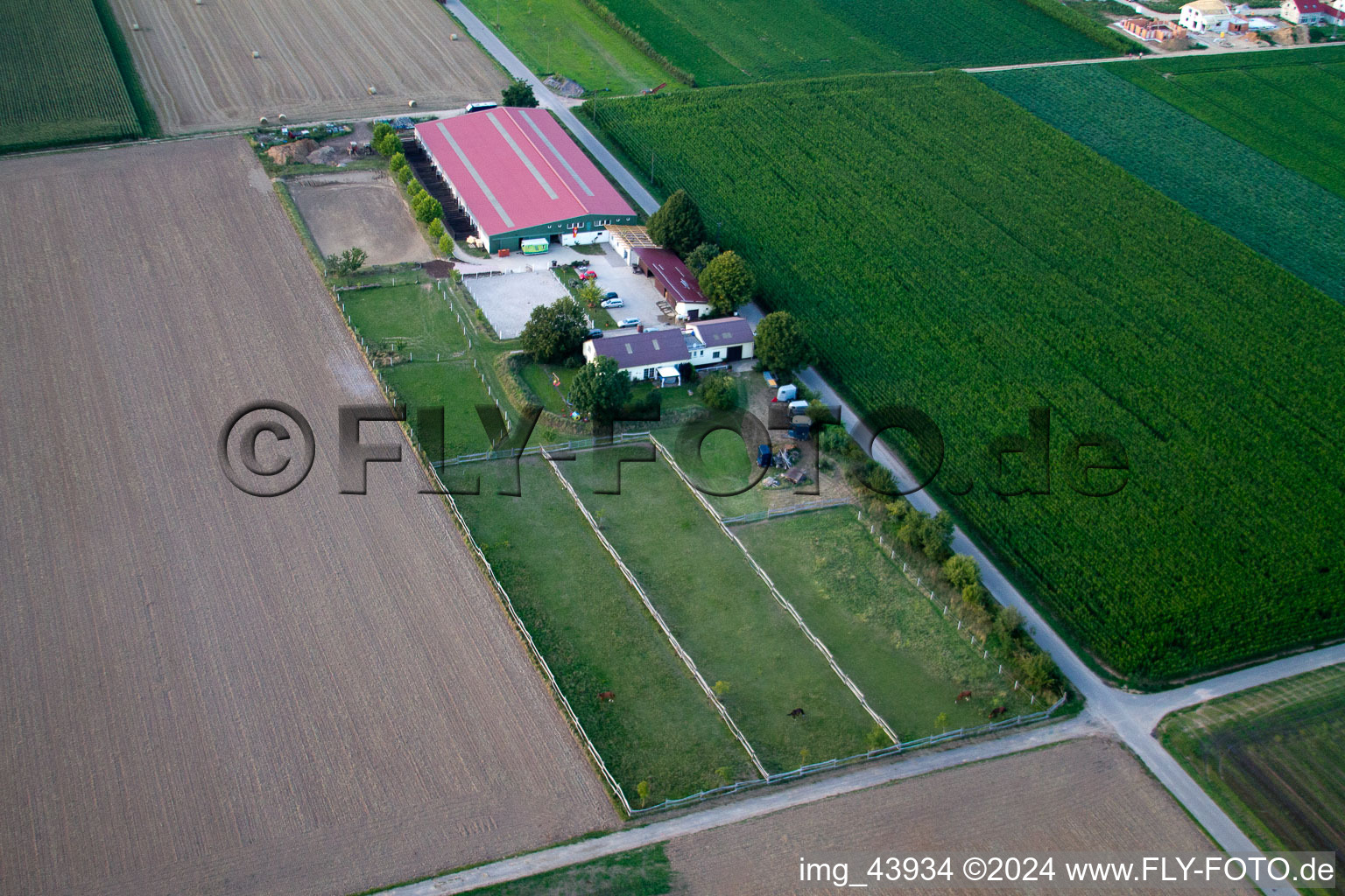 Photographie aérienne de Cour à poulains à Steinweiler dans le département Rhénanie-Palatinat, Allemagne