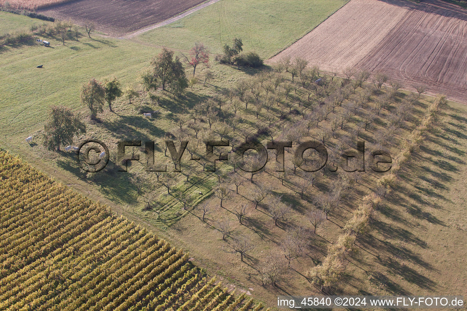 Steinseltz dans le département Bas Rhin, France d'en haut