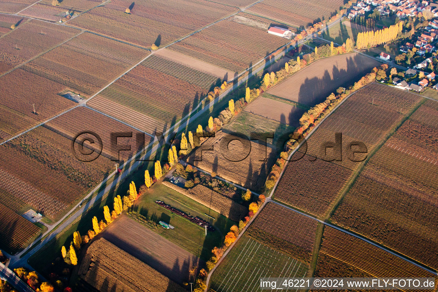 Vue aérienne de Rangée d'arbres automnales dans les vignes entre Walsheim et Knöringen à Knöringen dans le département Rhénanie-Palatinat, Allemagne