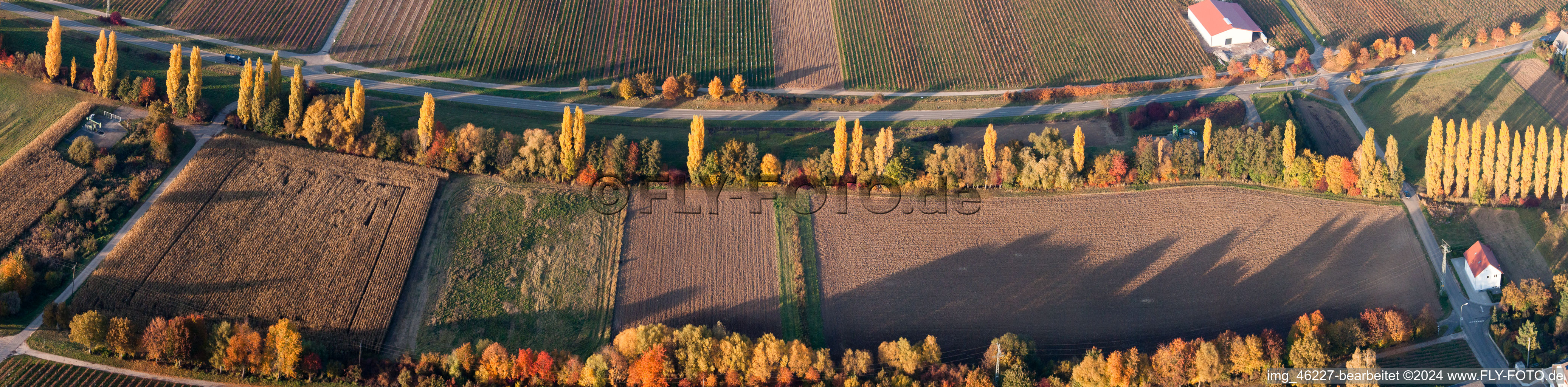 Vue aérienne de Perspective panoramique de rangées de peupliers aux couleurs de l'automne sur une route de campagne au bord d'un ruisseau à Roschbach dans le département Rhénanie-Palatinat, Allemagne
