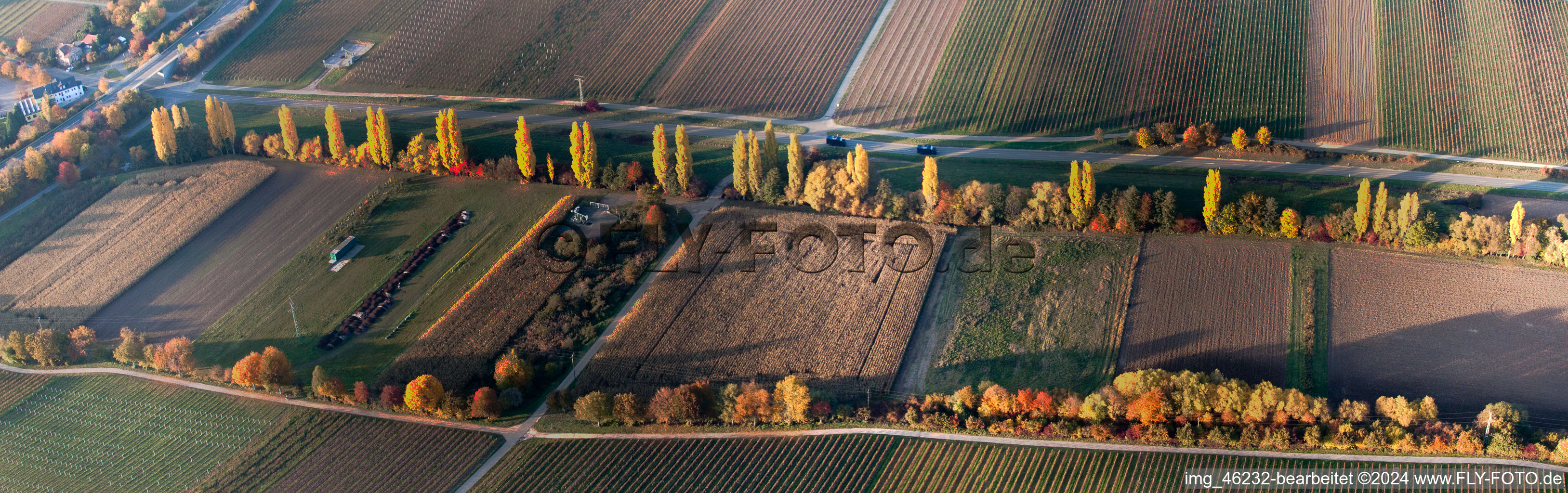 Vue aérienne de Perspective panoramique de rangées de peupliers aux couleurs de l'automne sur une route de campagne au bord d'un ruisseau à Roschbach dans le département Rhénanie-Palatinat, Allemagne