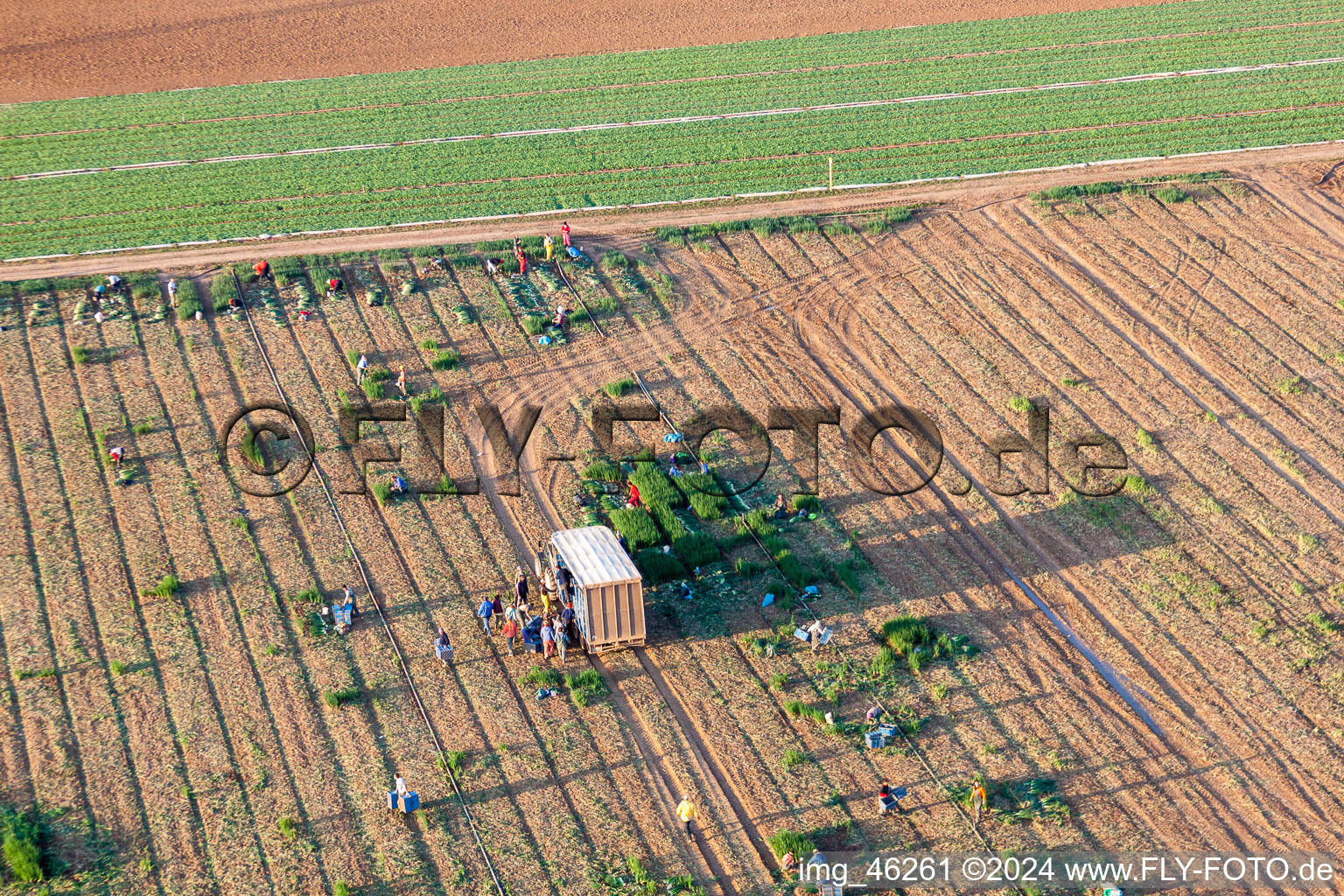 Vue aérienne de Déploiement de travail pour récolter la laitue avec des aides à la récolte sur des rangées de champs agricoles à Essingen dans le département Rhénanie-Palatinat, Allemagne