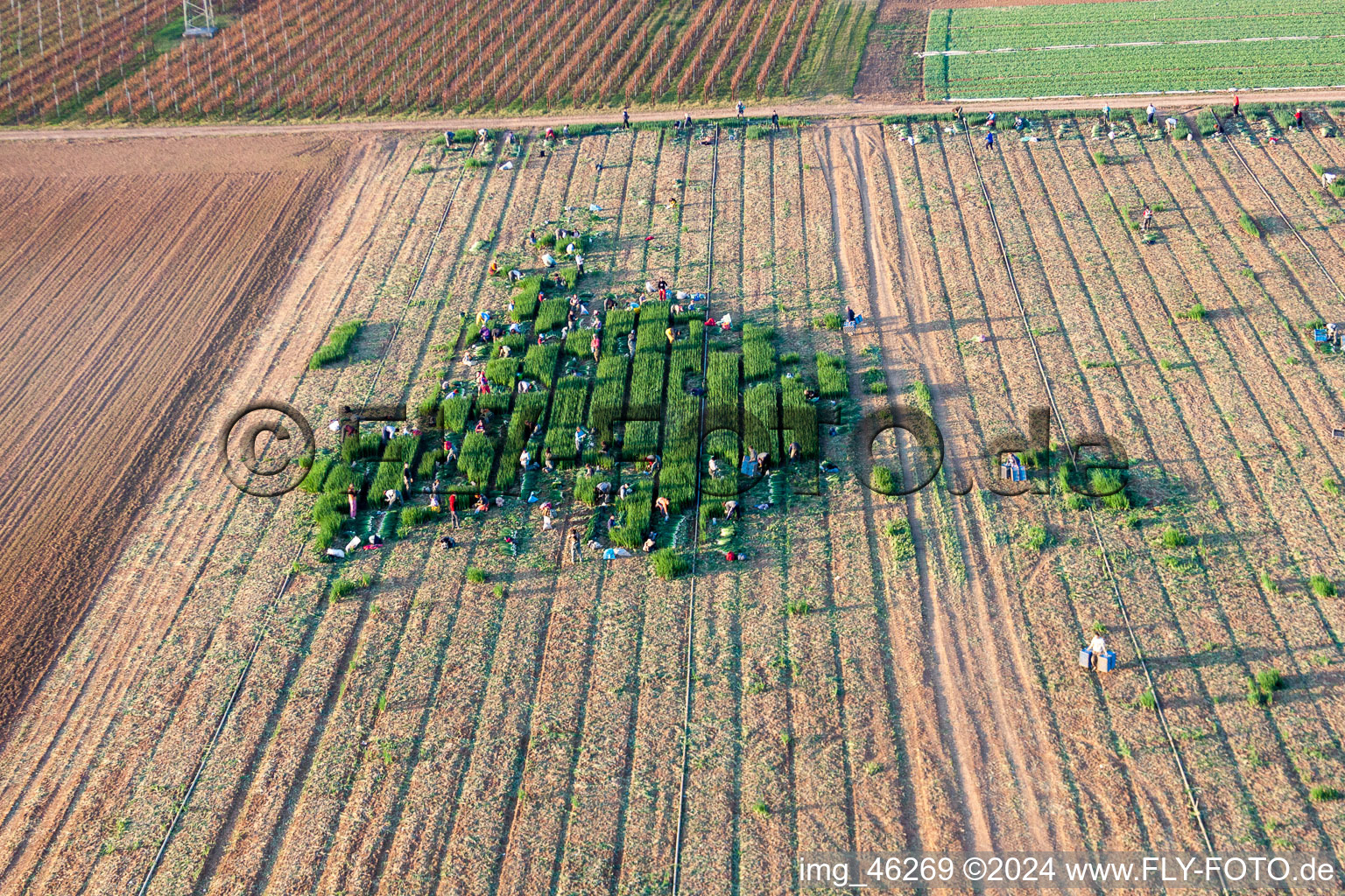 Vue aérienne de Déploiement de travail pour récolter la laitue avec des aides à la récolte sur des rangées de champs agricoles à Essingen dans le département Rhénanie-Palatinat, Allemagne