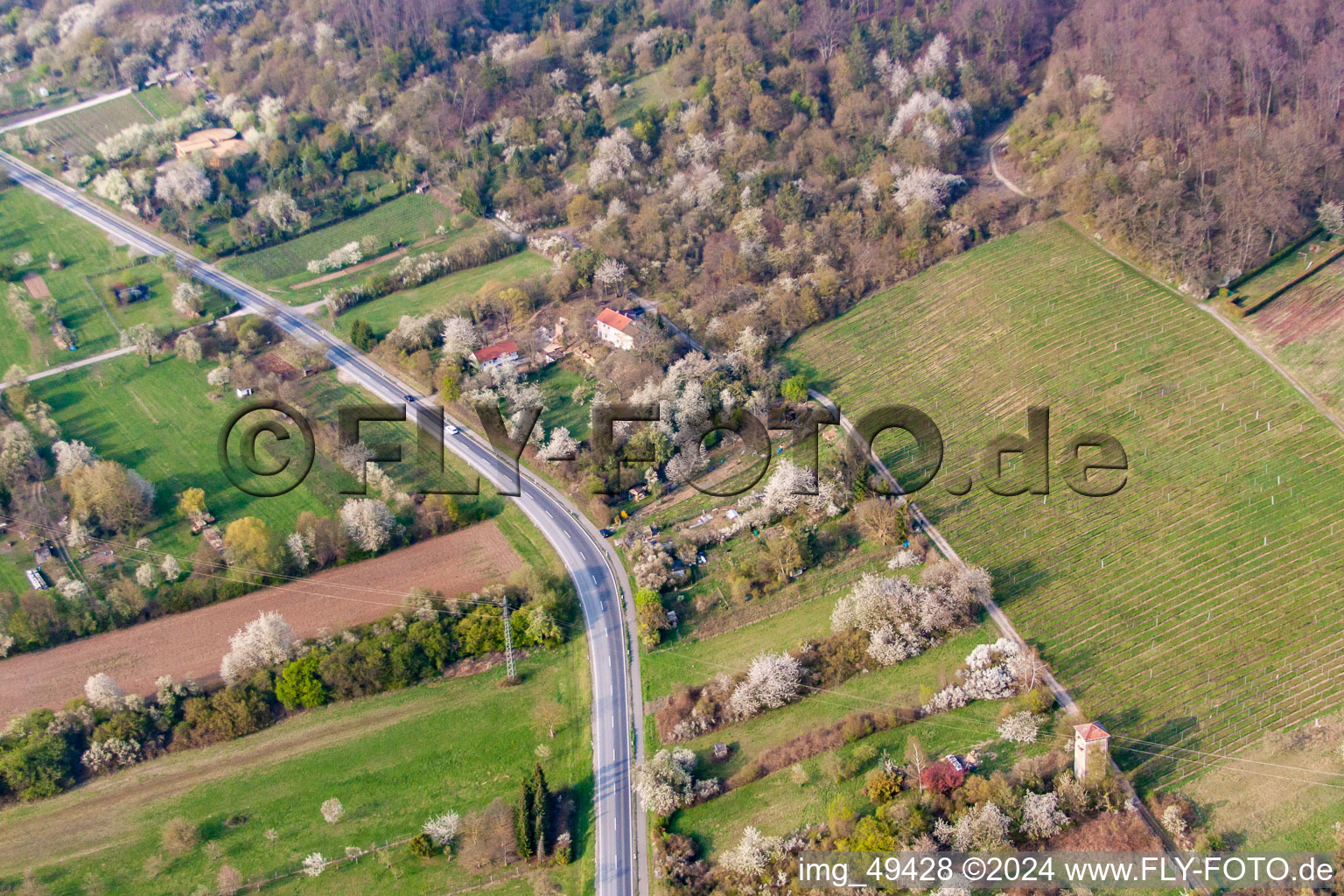 Vue aérienne de Fleur de printemps sur la route de montagne à Nußloch dans le département Bade-Wurtemberg, Allemagne