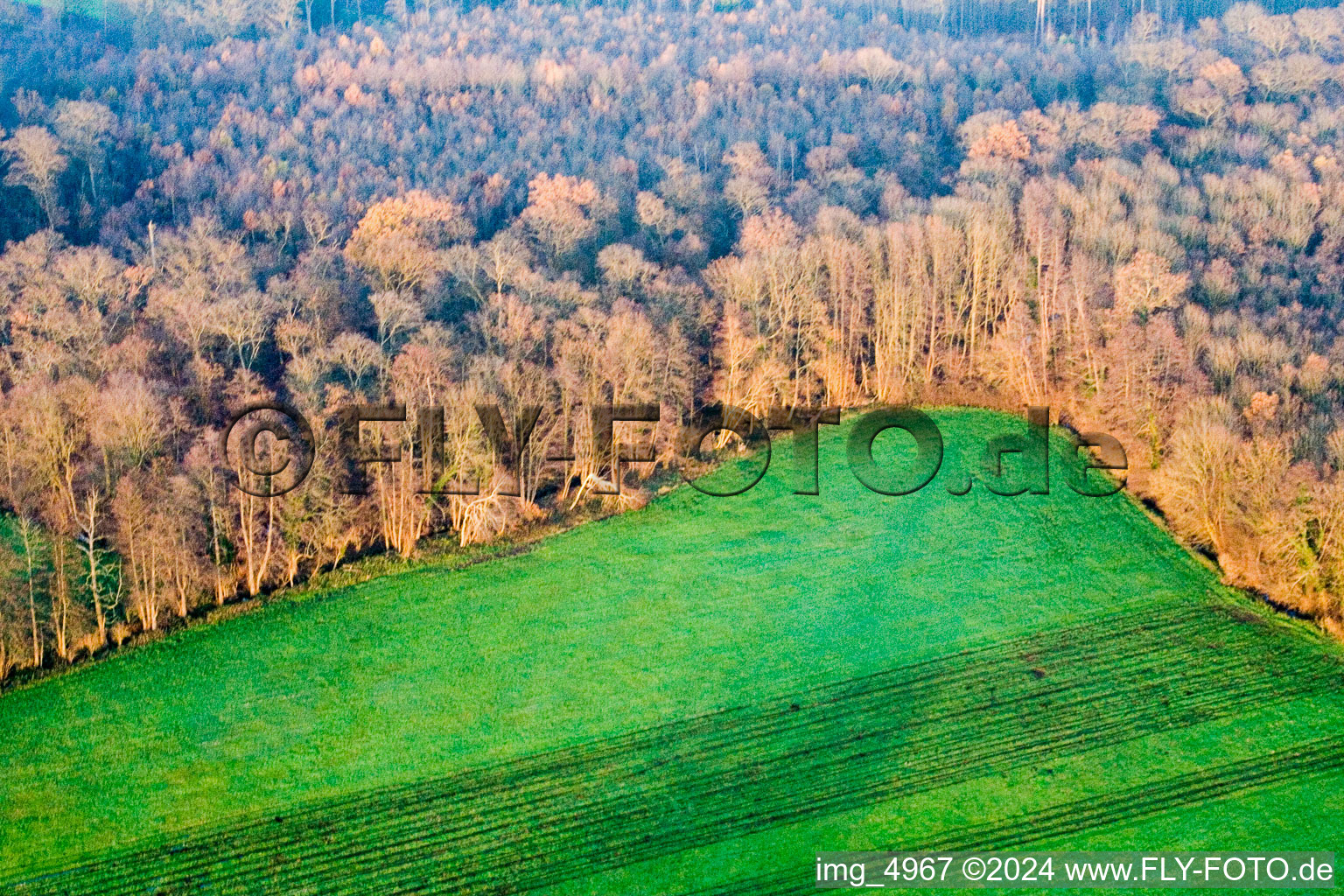 Vue aérienne de Bienwald à Kandel dans le département Rhénanie-Palatinat, Allemagne