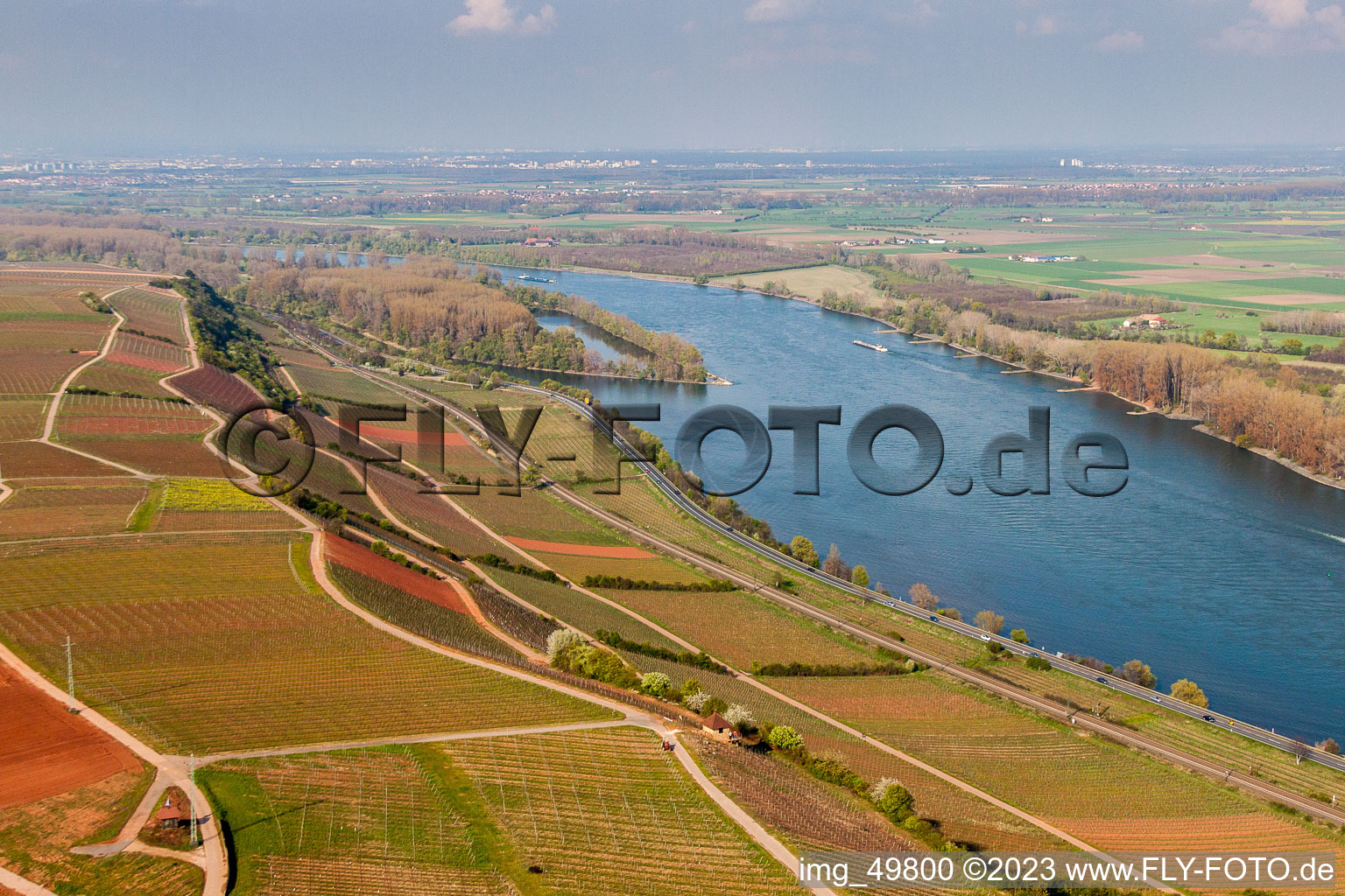 Vue aérienne de Vignobles au bord du Rhin dans le quartier de Rothenberg à Nackenheim dans le département Rhénanie-Palatinat, Allemagne