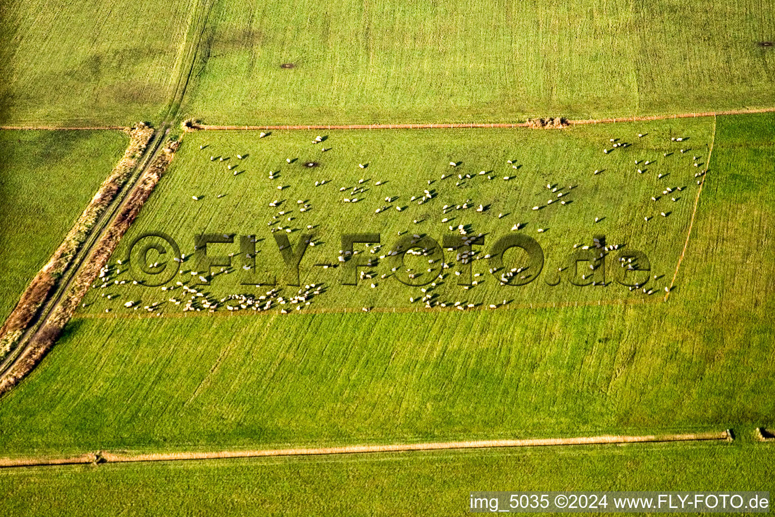 Vue aérienne de Pâturage de moutons à Offenbach an der Queich dans le département Rhénanie-Palatinat, Allemagne
