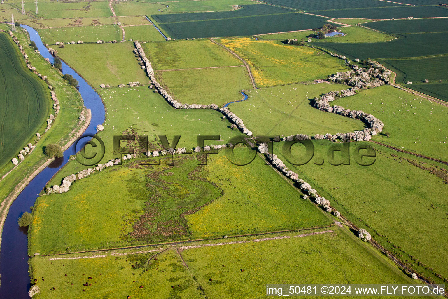 Vue aérienne de Arbres en fleurs sur les sentiers de campagne sur les structures herbeuses dans un paysage de prairie sur la rivière Stou à Ash dans le département Angleterre, Grande Bretagne