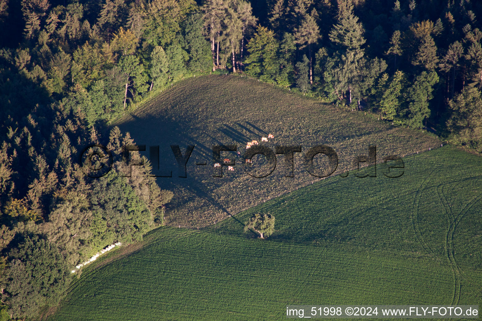 Vue aérienne de Pâturage avec les bonnes vaches laitières d'Odenwald à le quartier Siedelsbrunn in Wald-Michelbach dans le département Hesse, Allemagne