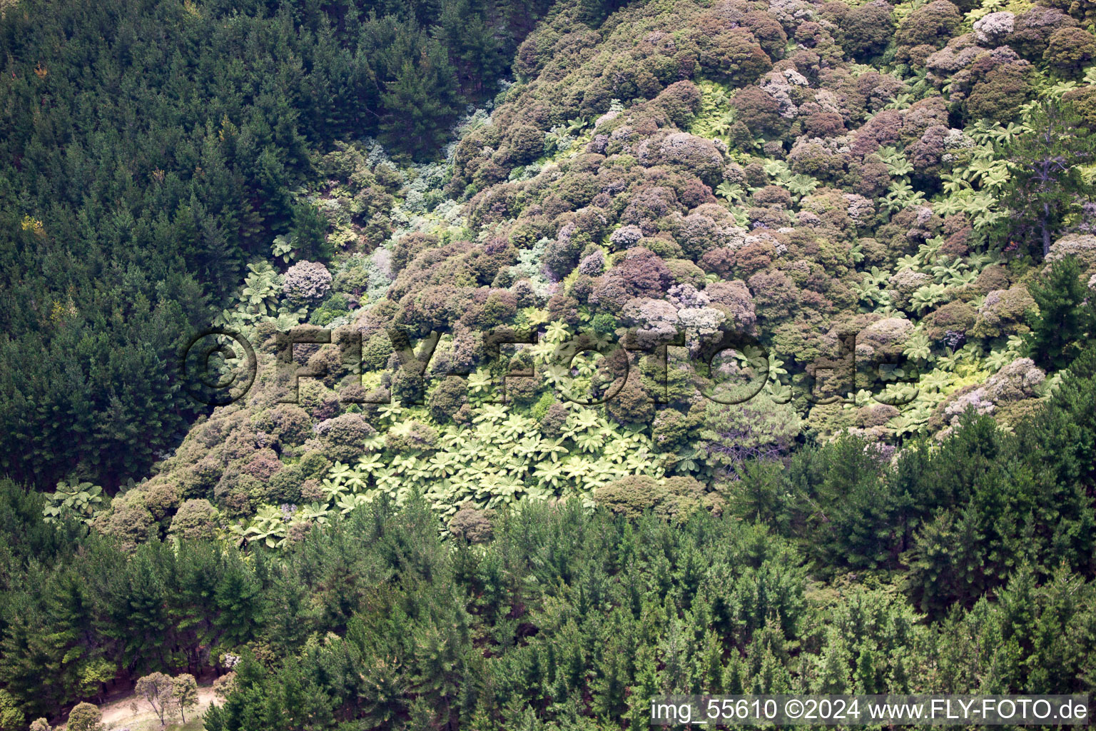 Vue d'oiseau de Coromandel dans le département Waïkato, Nouvelle-Zélande