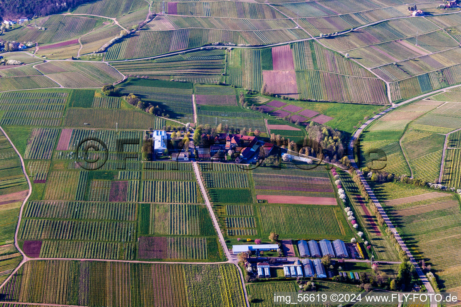 Photographie aérienne de Ensemble immobilier de l'Institut Julius Kühn Rebforschungsanstalt Geilweilerhof à Siebeldingen dans le département Rhénanie-Palatinat, Allemagne