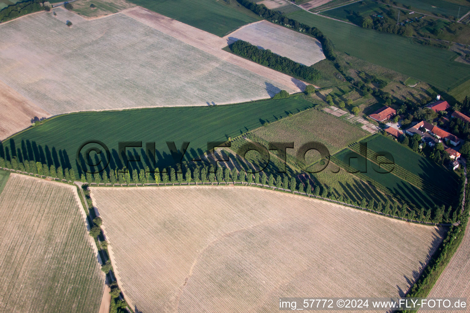 Vue aérienne de Rangée d'arbres en bordure de champ à Hohenwettersbach à le quartier Hohenwettersbach in Karlsruhe dans le département Bade-Wurtemberg, Allemagne