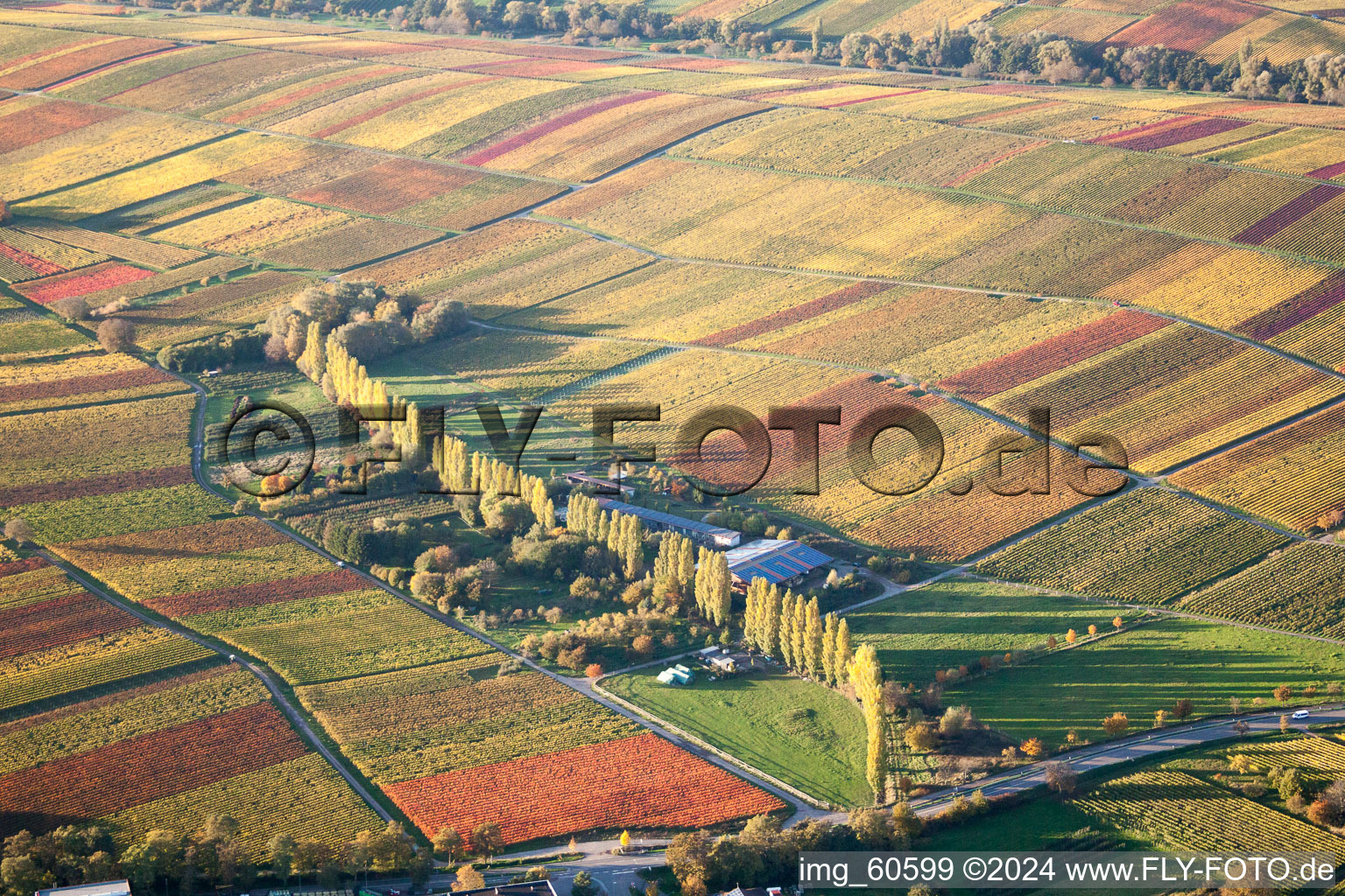 Vue aérienne de Rangée d'arbres automnaux dans la vallée d'Aalmühle entre les vignes à le quartier Ilbesheim in Ilbesheim bei Landau in der Pfalz dans le département Rhénanie-Palatinat, Allemagne