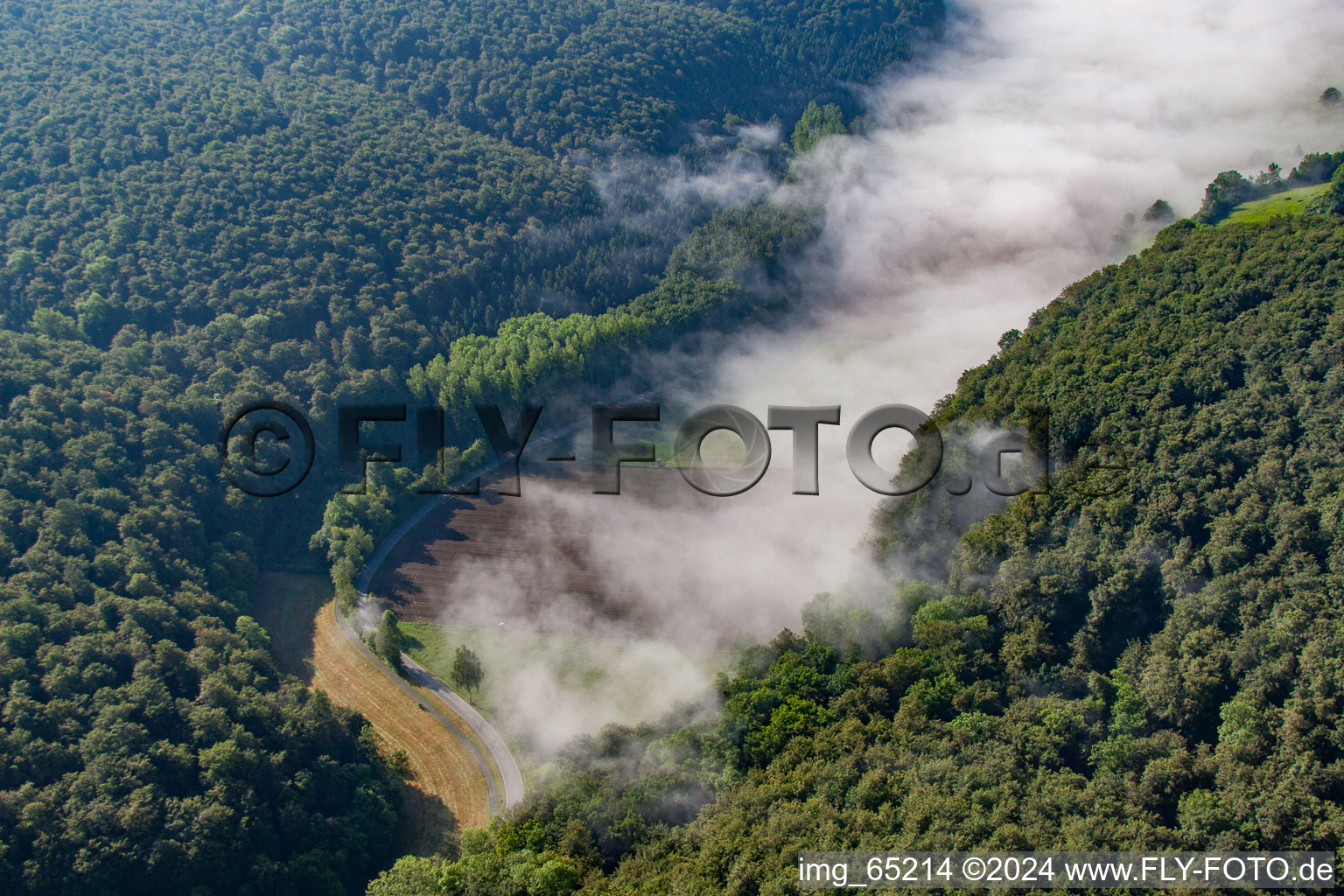 Vue aérienne de Déboisement dans le brouillard à le quartier Ovenhausen in Höxter dans le département Rhénanie du Nord-Westphalie, Allemagne