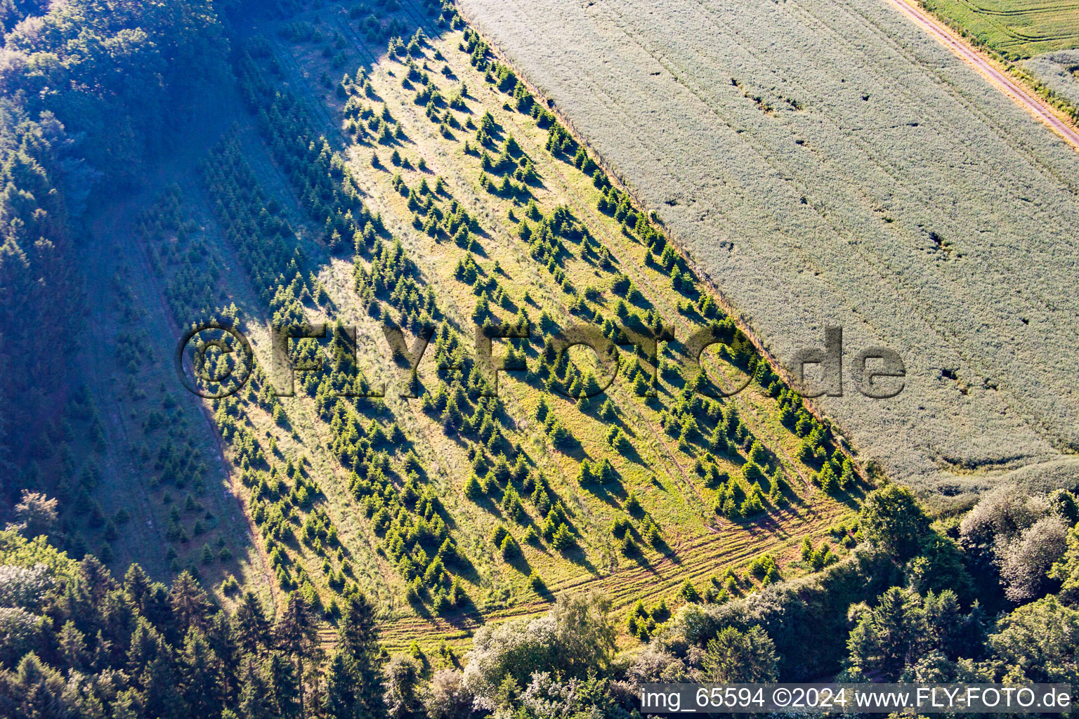 Vue aérienne de Plantation d'arbres de Noël à Lauenförde dans le département Basse-Saxe, Allemagne