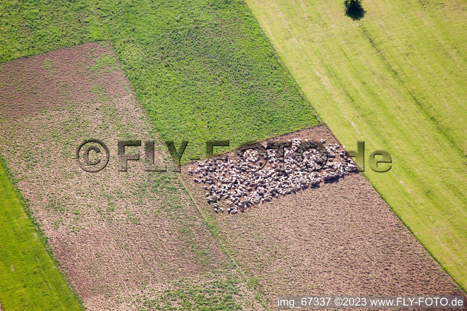 Vue aérienne de Enclos à moutons dans les champs à Feldstetten dans le département Bade-Wurtemberg, Allemagne