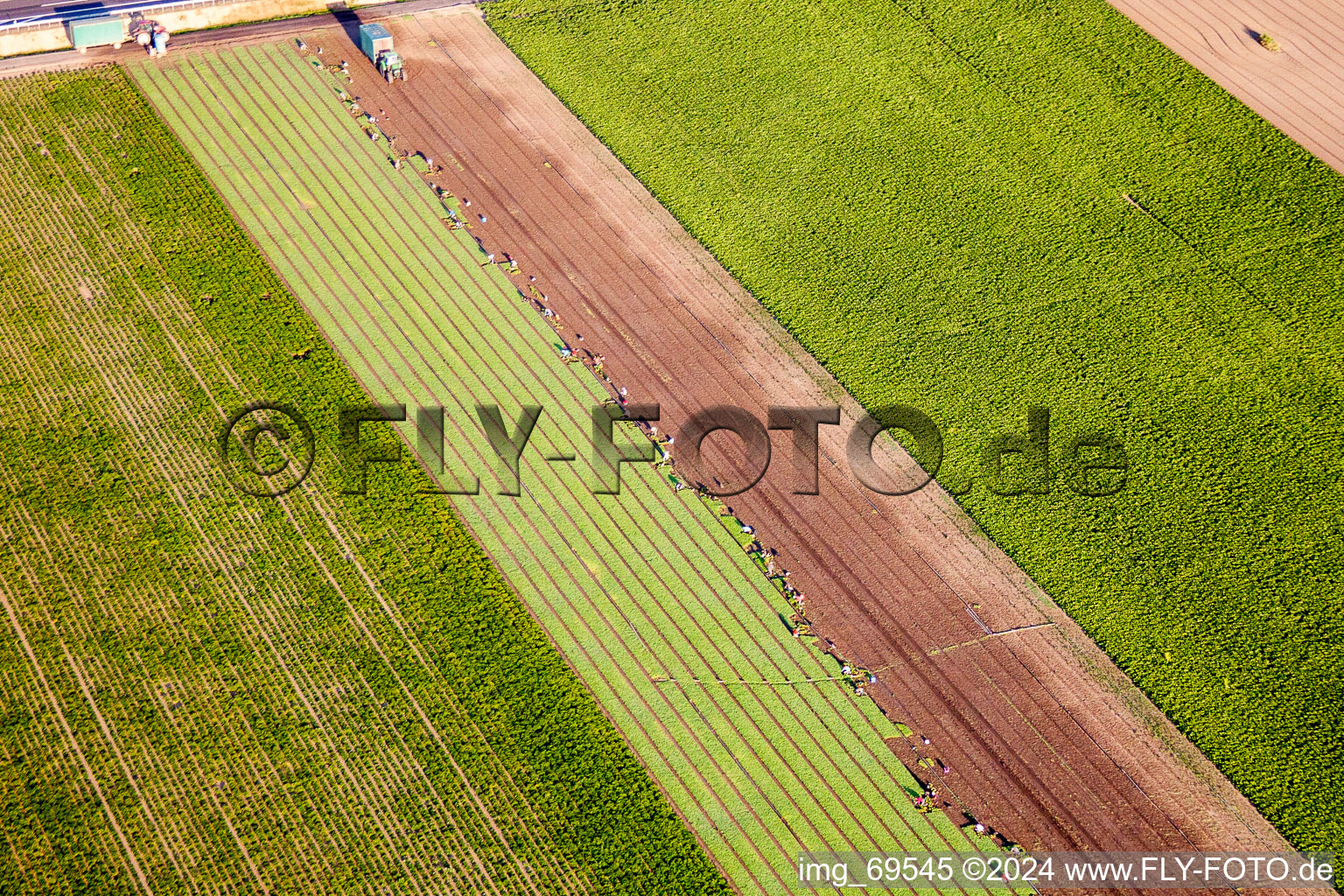 Vue aérienne de Opérations de récolte avec des machines agricoles lourdes - moissonneuses-batteuses et véhicules de récolte sur les champs agricoles à Mutterstadt dans le département Rhénanie-Palatinat, Allemagne