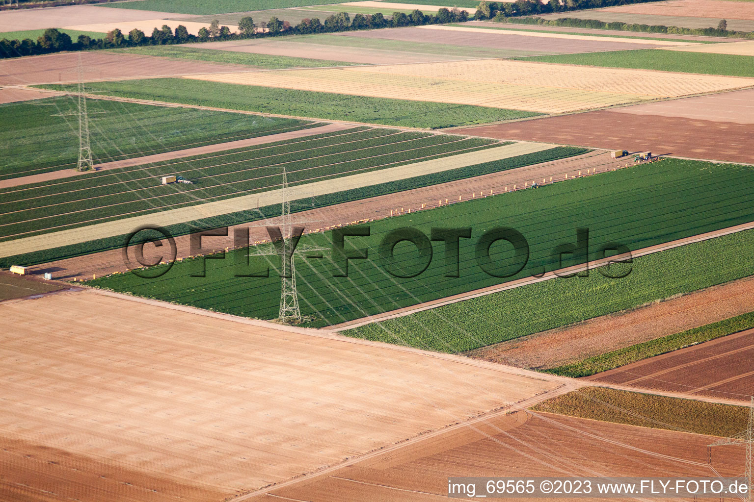 Vue aérienne de Récolte de légumes dans le Palatinat à le quartier Dannstadt in Dannstadt-Schauernheim dans le département Rhénanie-Palatinat, Allemagne