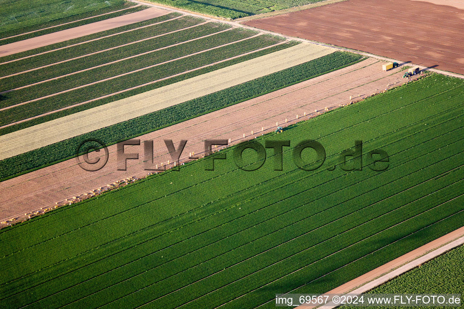 Vue aérienne de Récolte de légumes dans le Palatinat à le quartier Dannstadt in Dannstadt-Schauernheim dans le département Rhénanie-Palatinat, Allemagne