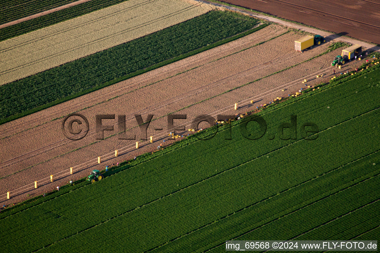 Vue aérienne de Utilisation de récolte de machines agricoles lourdes - moissonneuses-batteuses et véhicules de récolte sur les champs agricoles à le quartier Böhl in Böhl-Iggelheim dans le département Rhénanie-Palatinat, Allemagne