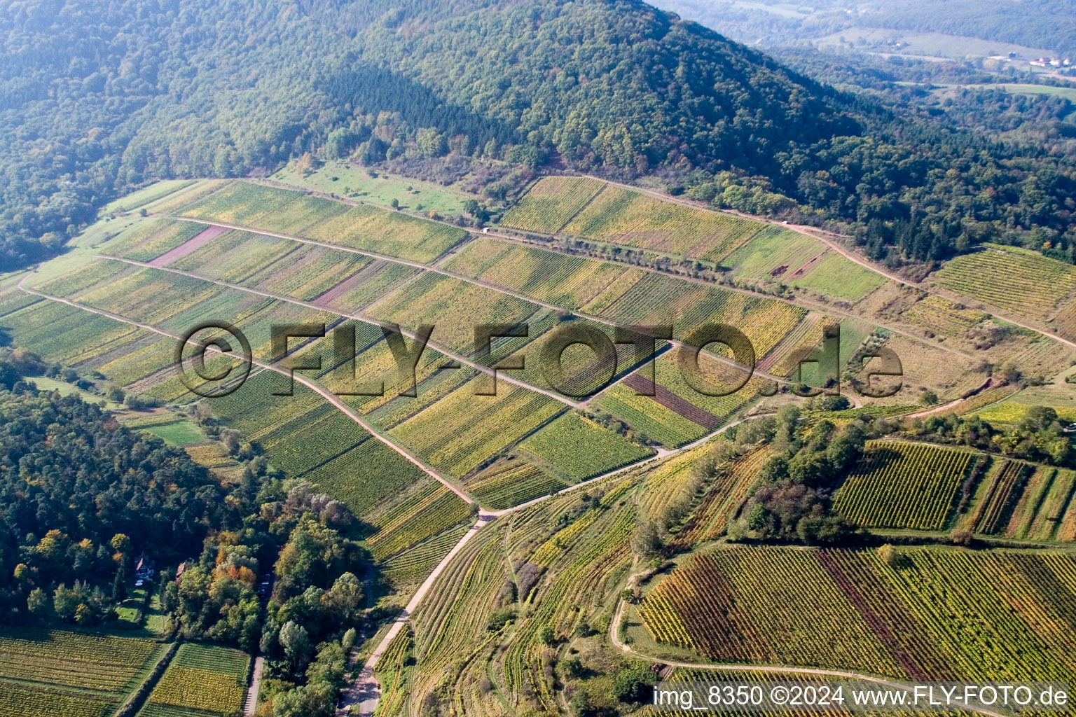 Vue oblique de Châtaignier à Birkweiler dans le département Rhénanie-Palatinat, Allemagne