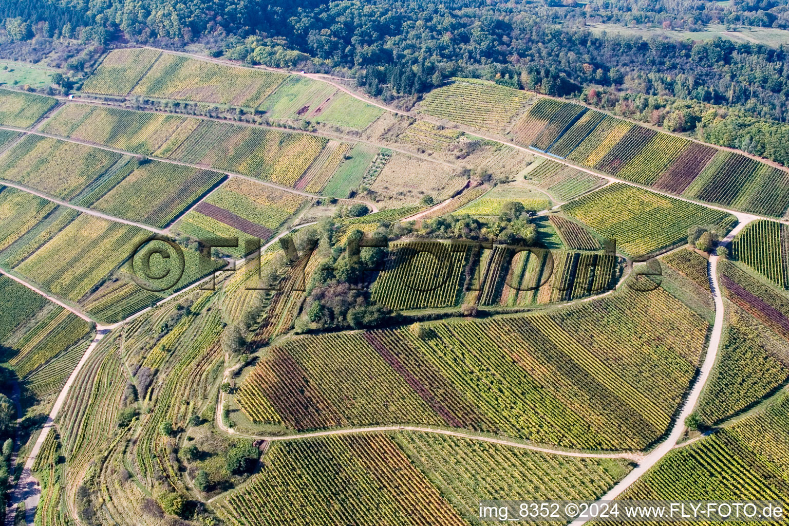 Châtaignier à Birkweiler dans le département Rhénanie-Palatinat, Allemagne d'en haut