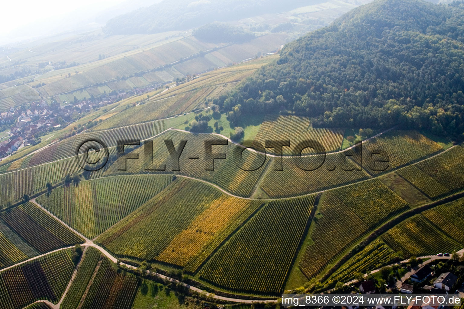 Châtaignier à Birkweiler dans le département Rhénanie-Palatinat, Allemagne vue d'en haut